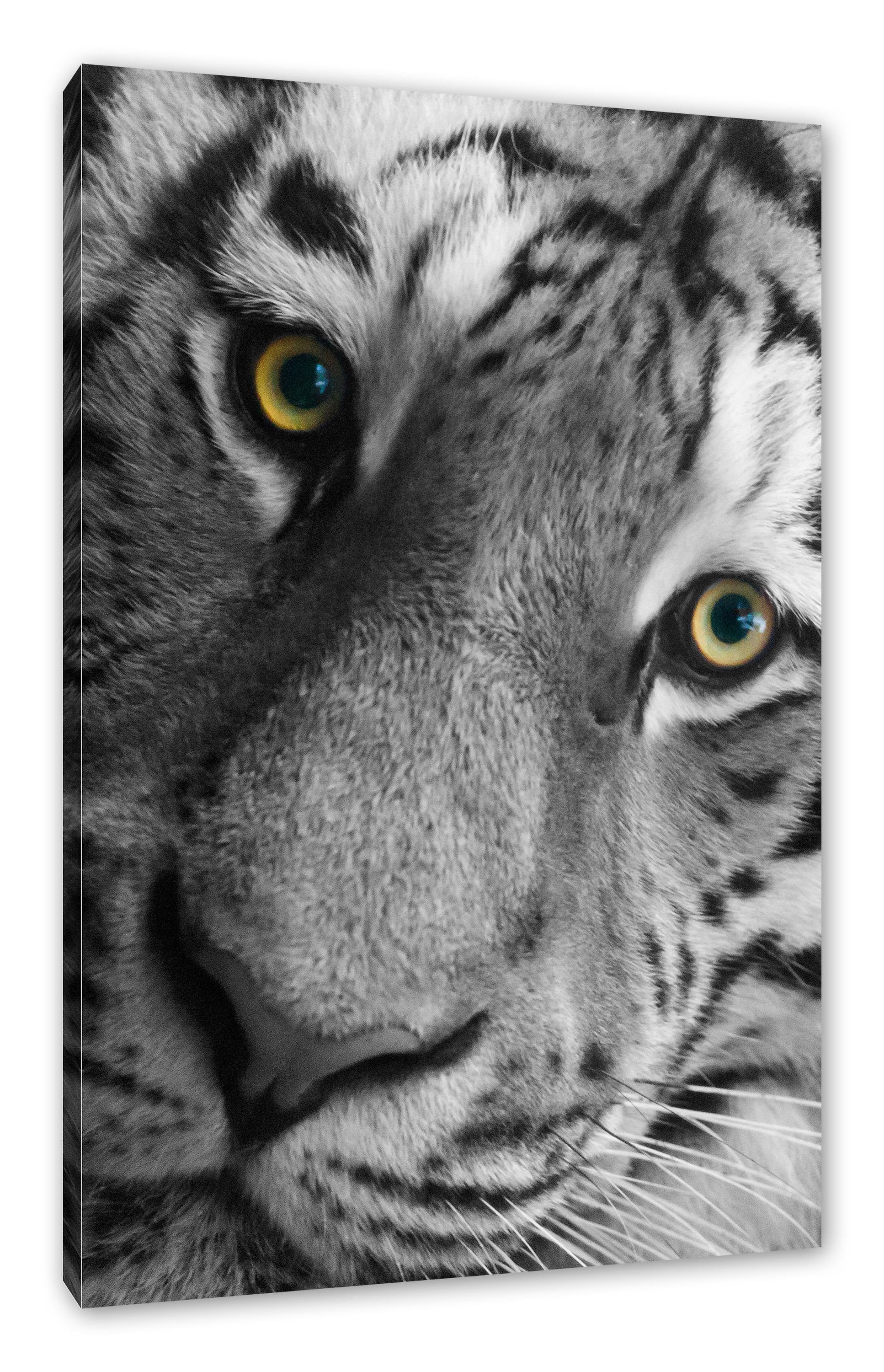 Pixxprint Leinwandbild bildschöner Tiger, bildschöner Tiger (1 St), Leinwandbild fertig bespannt, inkl. Zackenaufhänger