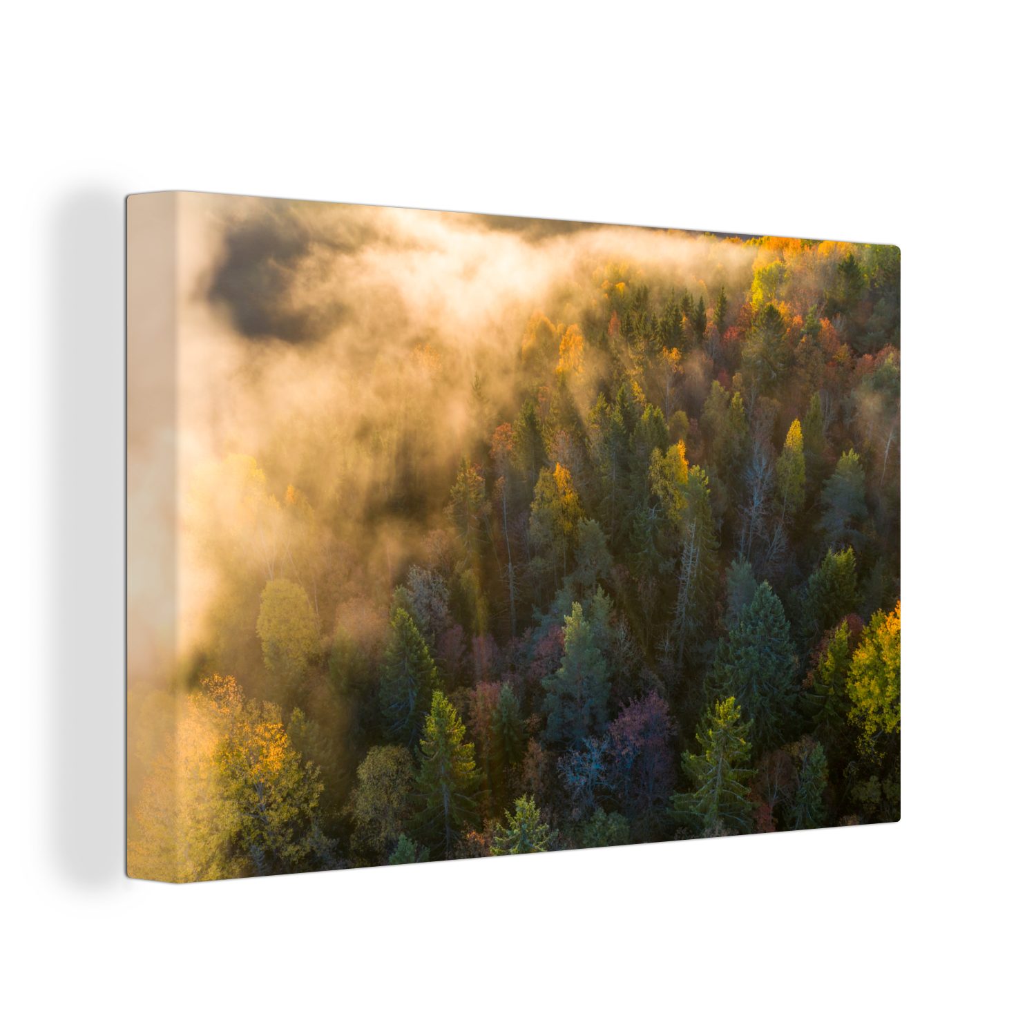 OneMillionCanvasses® Leinwandbild Wald - Nebel - günstig online kaufen