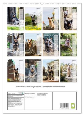 CALVENDO Wandkalender Australian Cattle Dogs auf der Darmstädter Mathildenhöhe (Premium, hochwertiger DIN A2 Wandkalender 2023, Kunstdruck in Hochglanz)