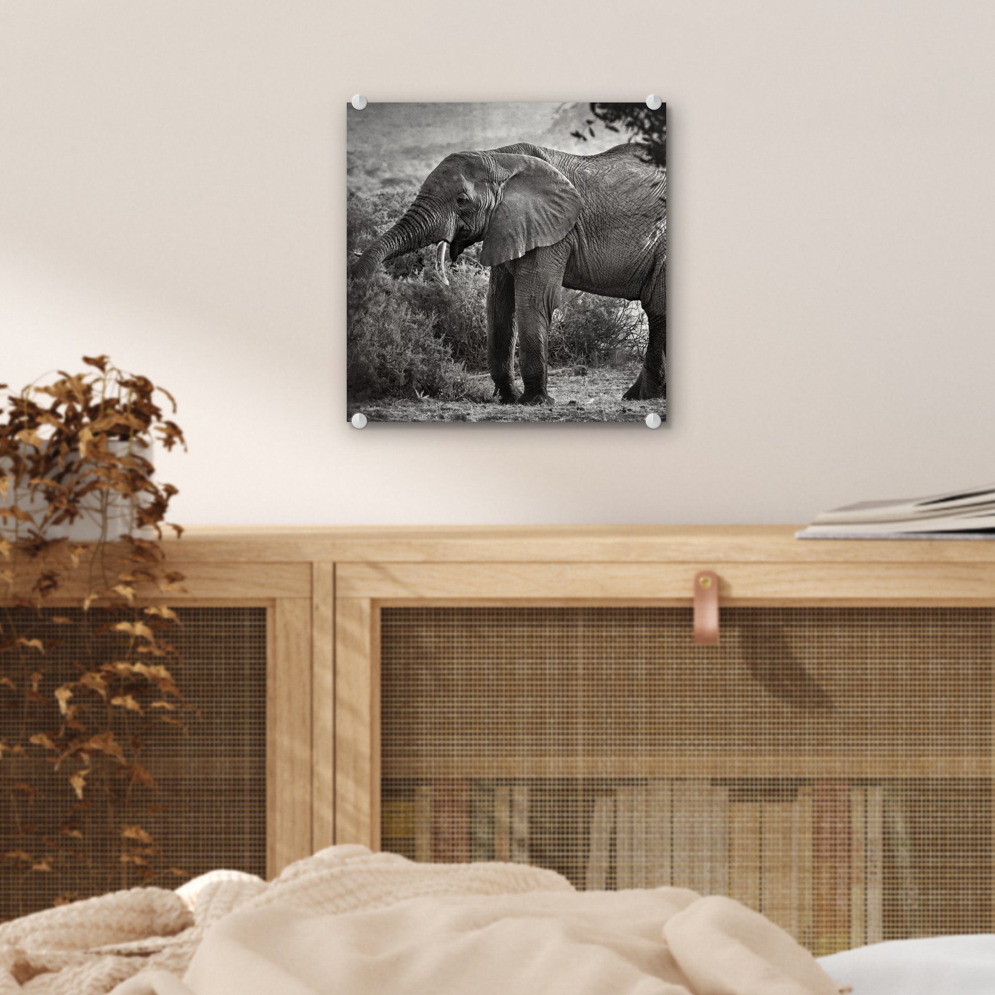 MuchoWow Acrylglasbild Elefant Glasbilder auf - Tiere - Wanddekoration auf Bilder St), - - Foto - Schwarz Weiß, - (1 Glas Glas - Bäume Wandbild