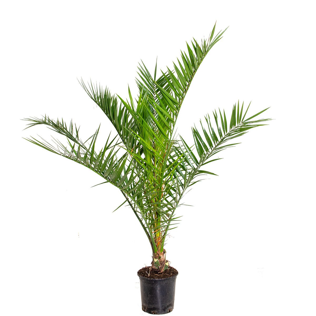 Bloomique Kübelpflanzen Phoenix Canariensis, Dattelpalme, Palme, 80-100 cm, Topf 19 cm, 1 St.