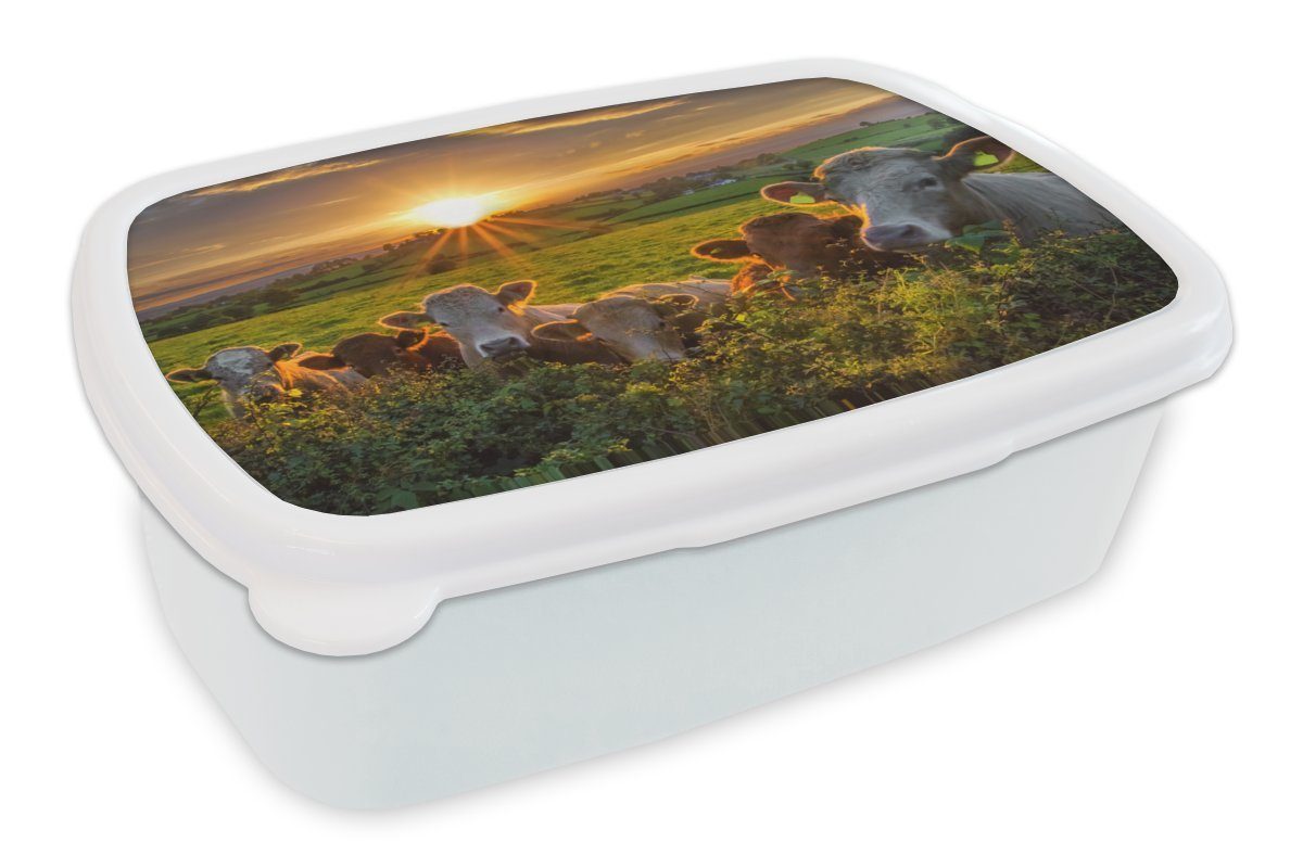 Mädchen und Brotbox MuchoWow Kühe Erwachsene, Lunchbox (2-tlg), für Kinder weiß in und Irland, Brotdose, für Jungs Kunststoff,