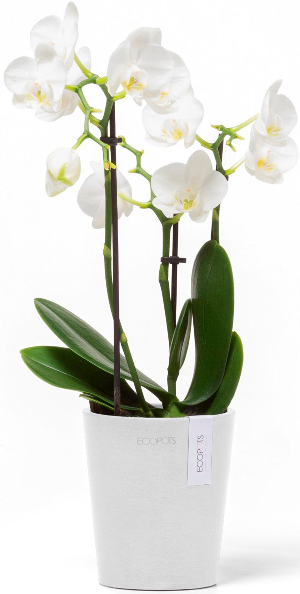 ECOPOTS Blumentopf Morinda Orchidee 11 Weiß, günstig online kaufen