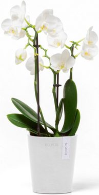 ECOPOTS Blumentopf Morinda Orchidee 11 Weiß, für den Innenbereich