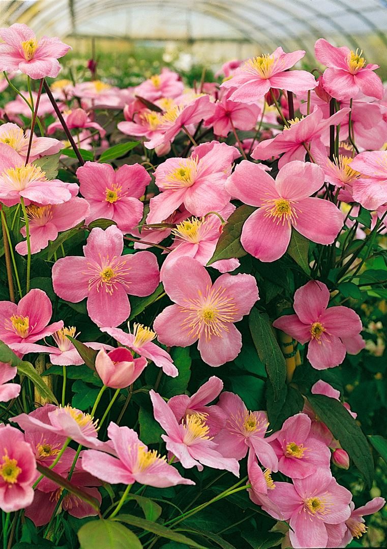 Pflanzen für Dich Kletterpflanze Clematis montana Mayleen, 1 St., Berg-Waldrebe, Anemonen-Waldrebe, rosafarben, duftend