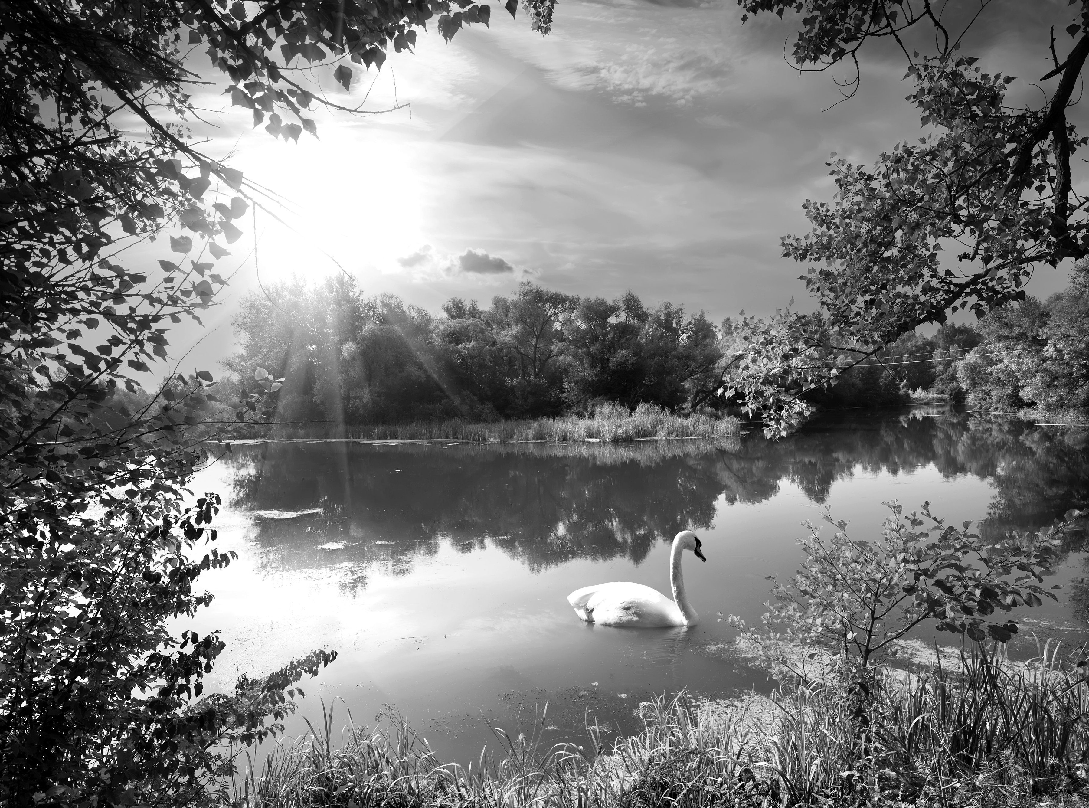 Papermoon Fototapete Landschaft mit Schwan Schwarz & Weiß