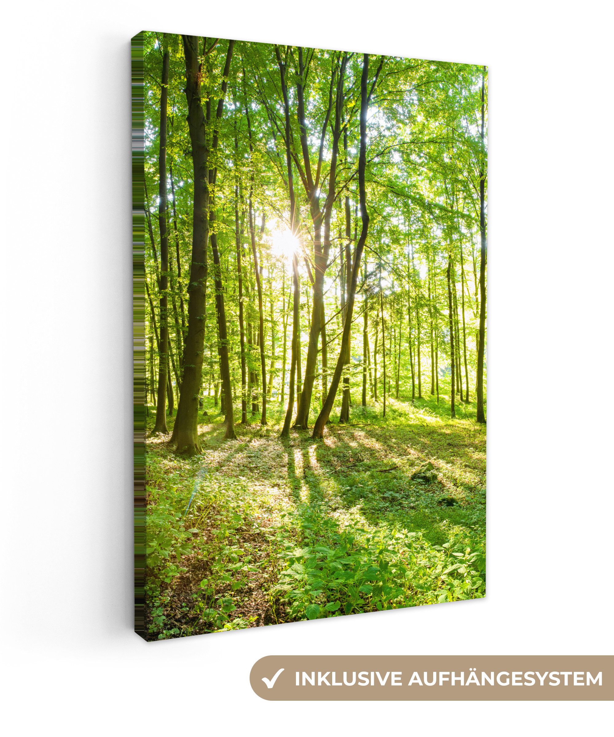 OneMillionCanvasses® Leinwandbild Natur - Bäume - Wald - Grün - Sonnenlicht günstig online kaufen