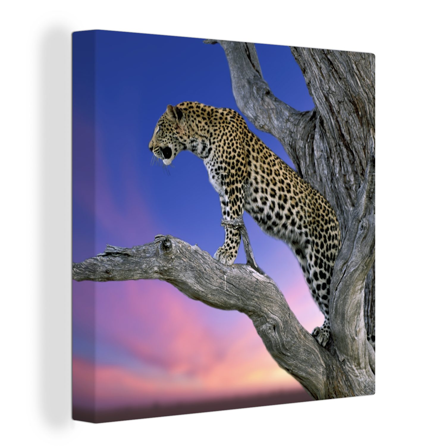 Angebot besitzen OneMillionCanvasses® Leinwandbild Leopard - Bilder Schlafzimmer Leinwand für Baum - Zweig, Wohnzimmer (1 St)