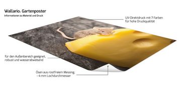 Wallario Sichtschutzzaunmatten Süße Maus knabbert an einem Käse in der Küche