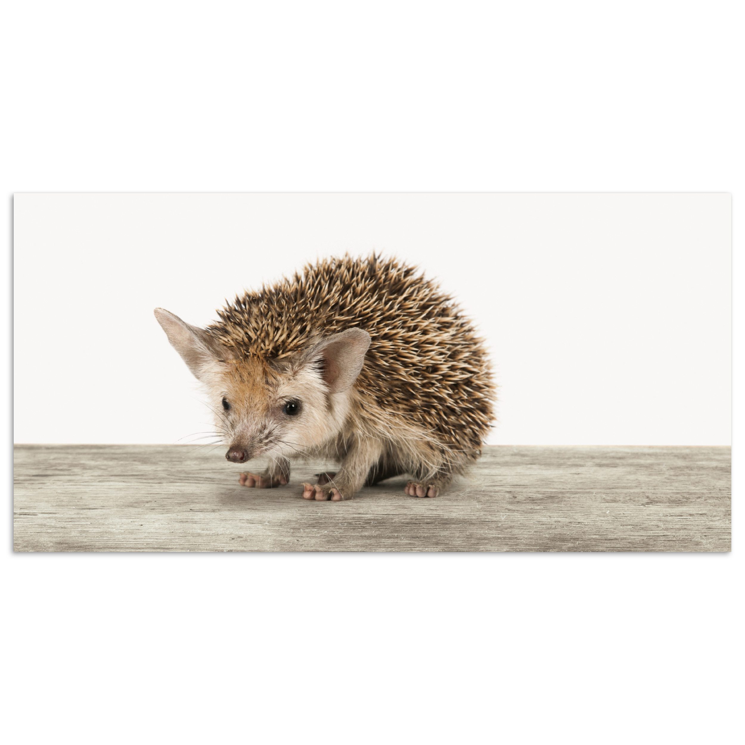 Poster Igel - Tiere - Jungen - Mädchen