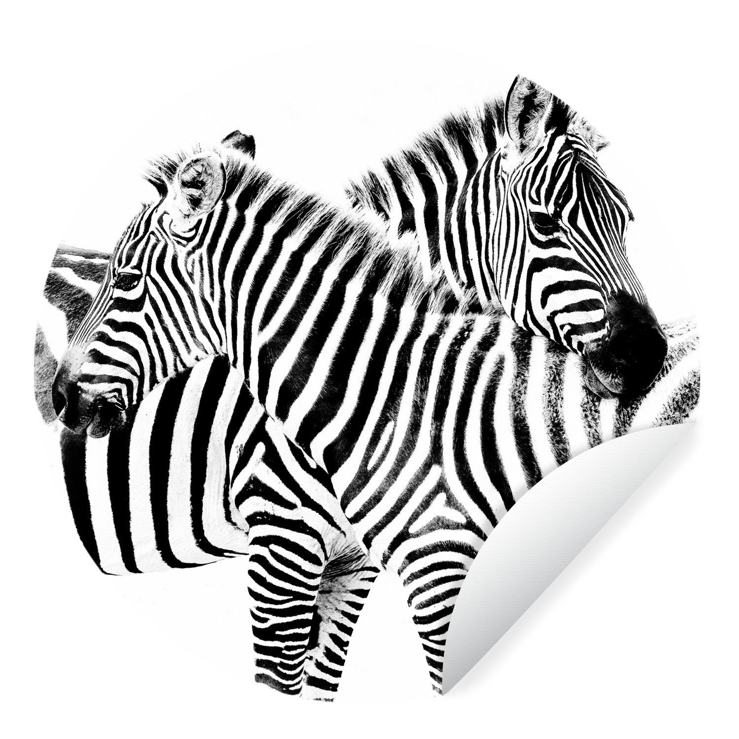 MuchoWow Wandsticker Zwei Zebras Wohnzimmer Hintergrund für St), Tapetenaufkleber, Tapetenkreis weißem auf Rund, Kinderzimmer, (1