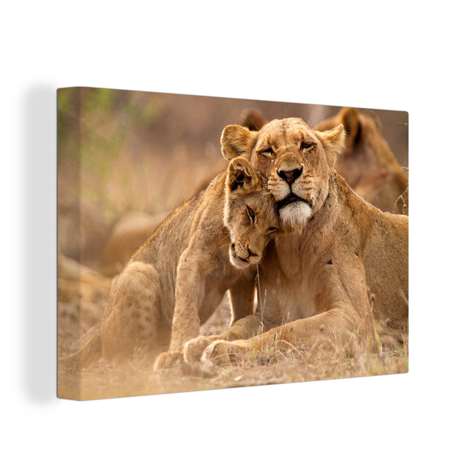 OneMillionCanvasses® Leinwandbild Löwe - Wilde Tiere günstig online kaufen