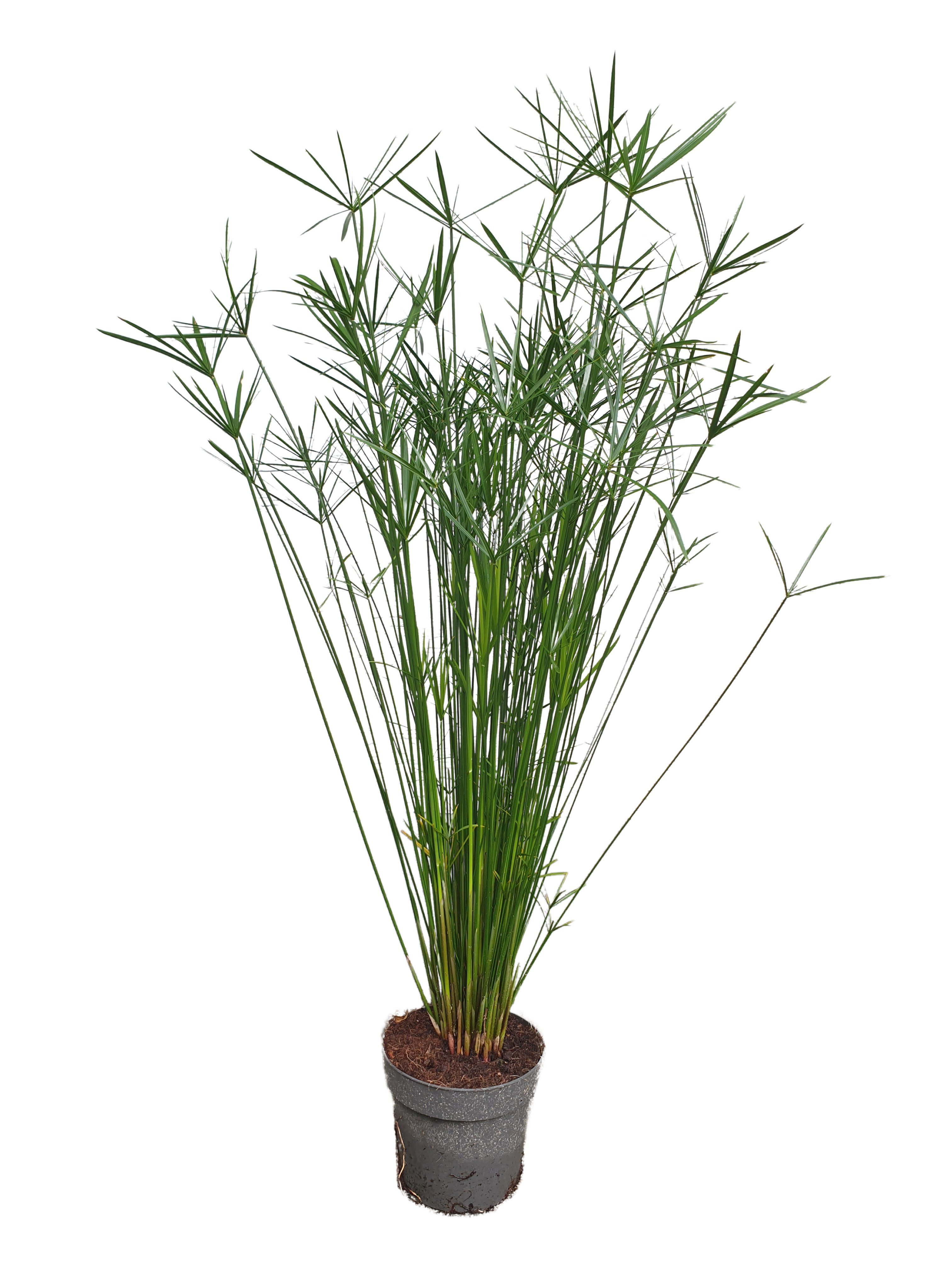 meinvipshop Zimmerpflanze Exotische echte Palme 55cm XXL Zimmerpflanze Papyrus