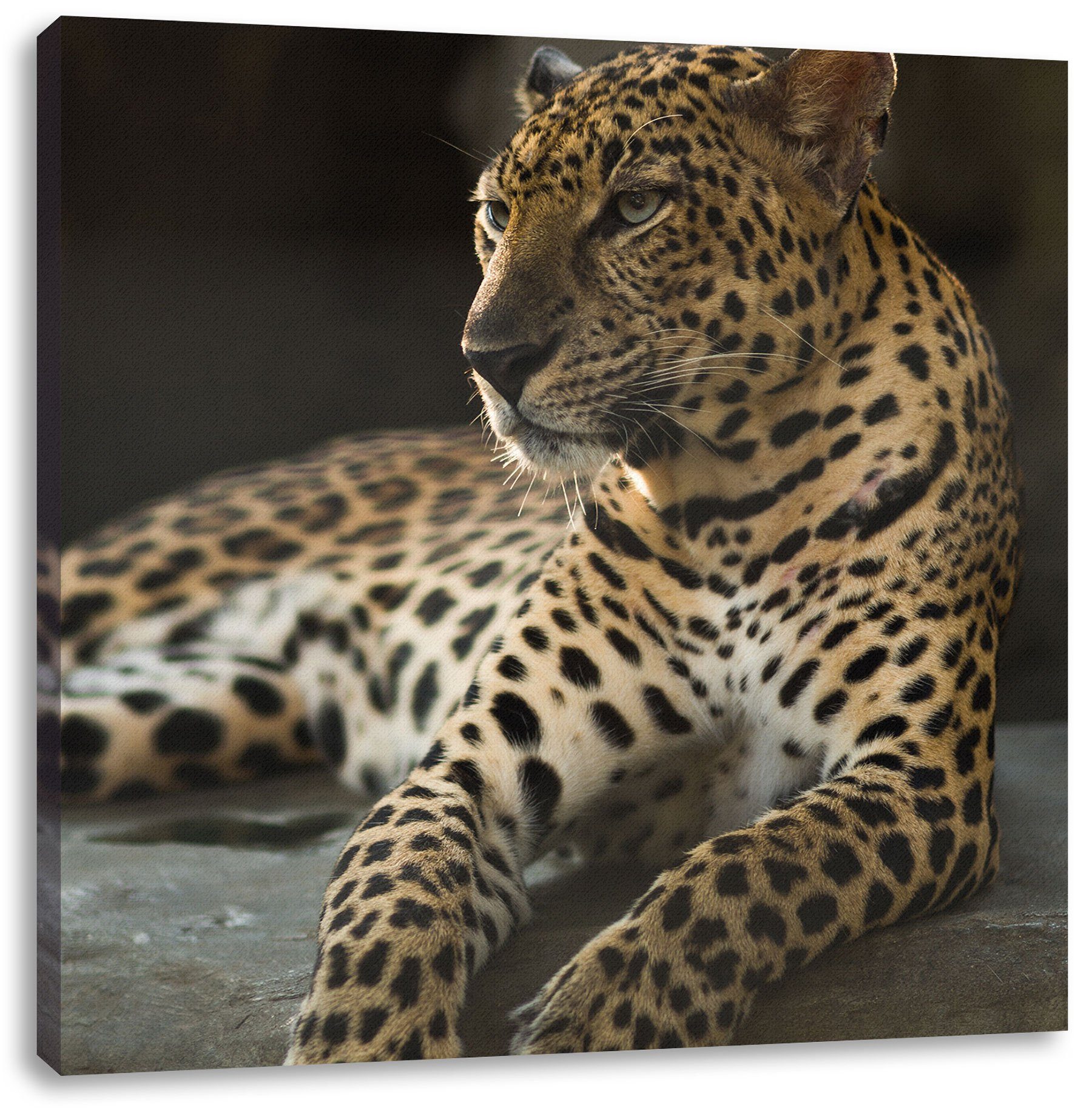 Pixxprint Leinwandbild Majestätischer Leopard, Majestätischer Leopard (1 St), Leinwandbild fertig bespannt, inkl. Zackenaufhänger