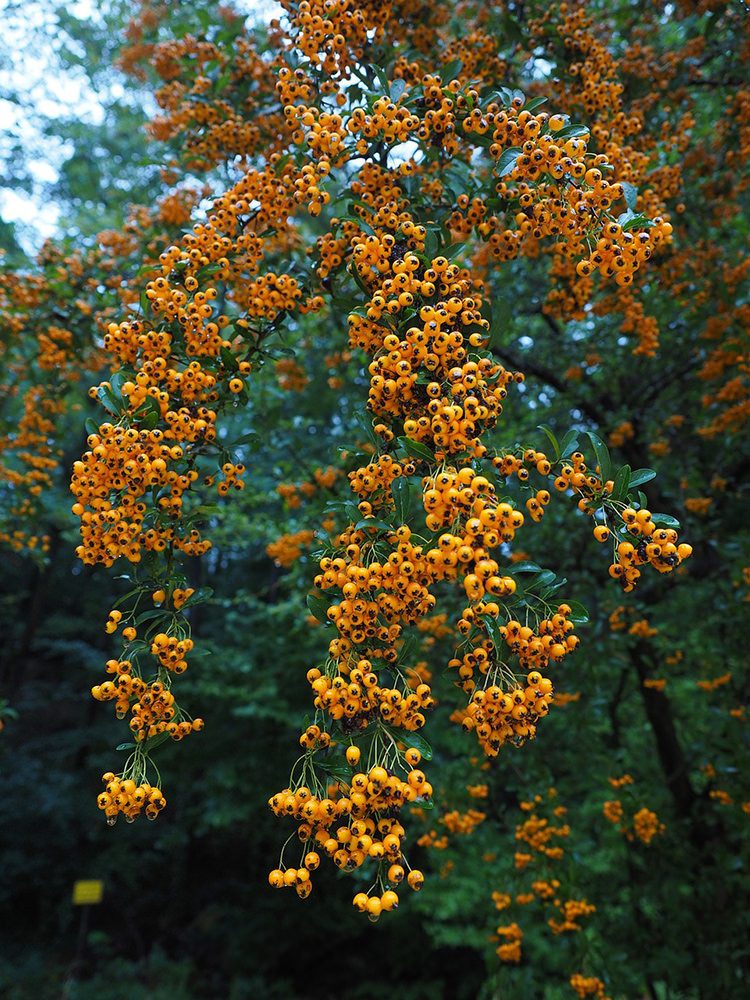 Garten von Ehren Hecken Pyracantha Orange Charmer, Containerware, 40-60 cm hoch