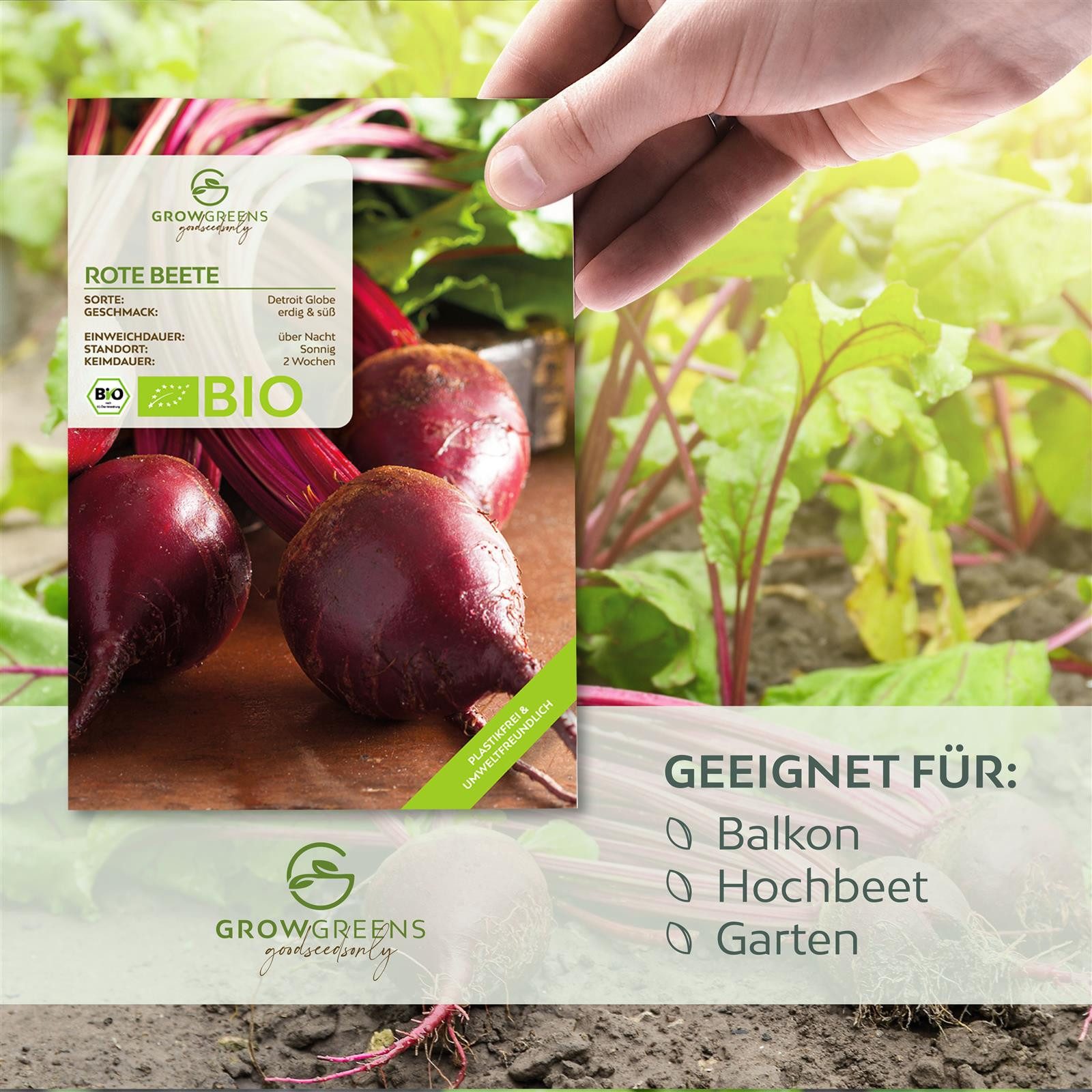 Growgreens Gemüsesamen BIO Rote Beete Samen günstig online kaufen