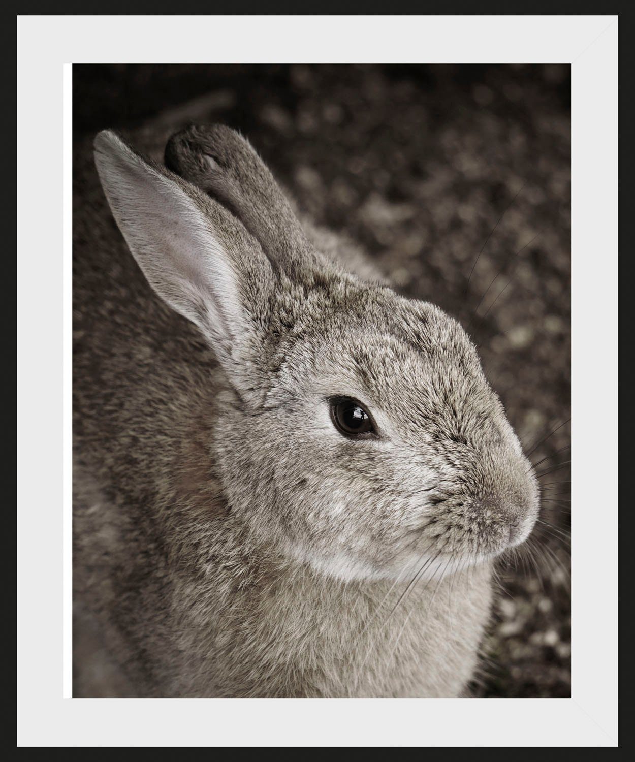 Tilde, St) queence Bild (1 Hase