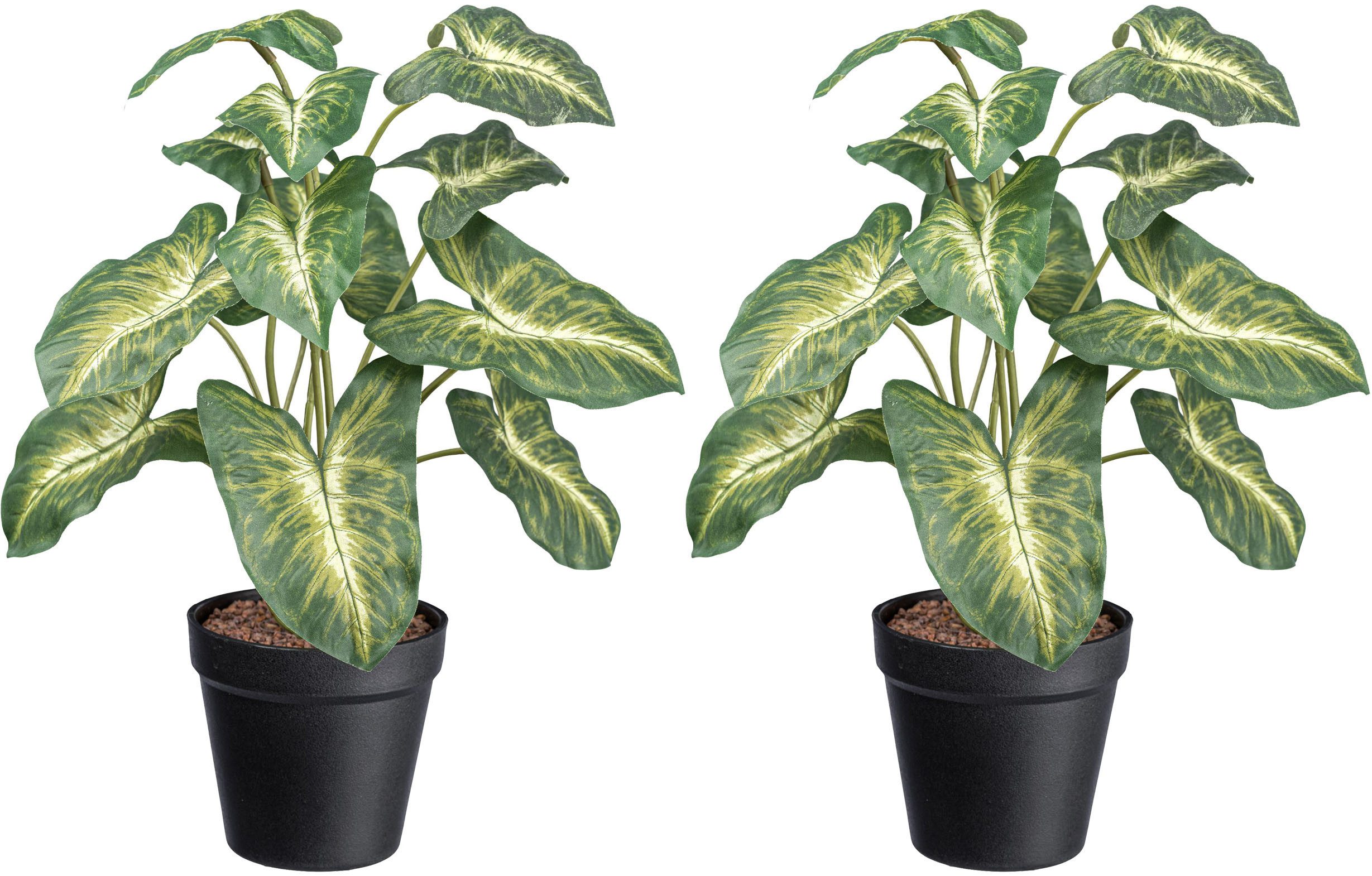 Künstliche Zimmerpflanze Syngonium Pixie Grünpflanze, Creativ green, Höhe 38 cm, mit grüngelben Blättern – Bild 2 von 3