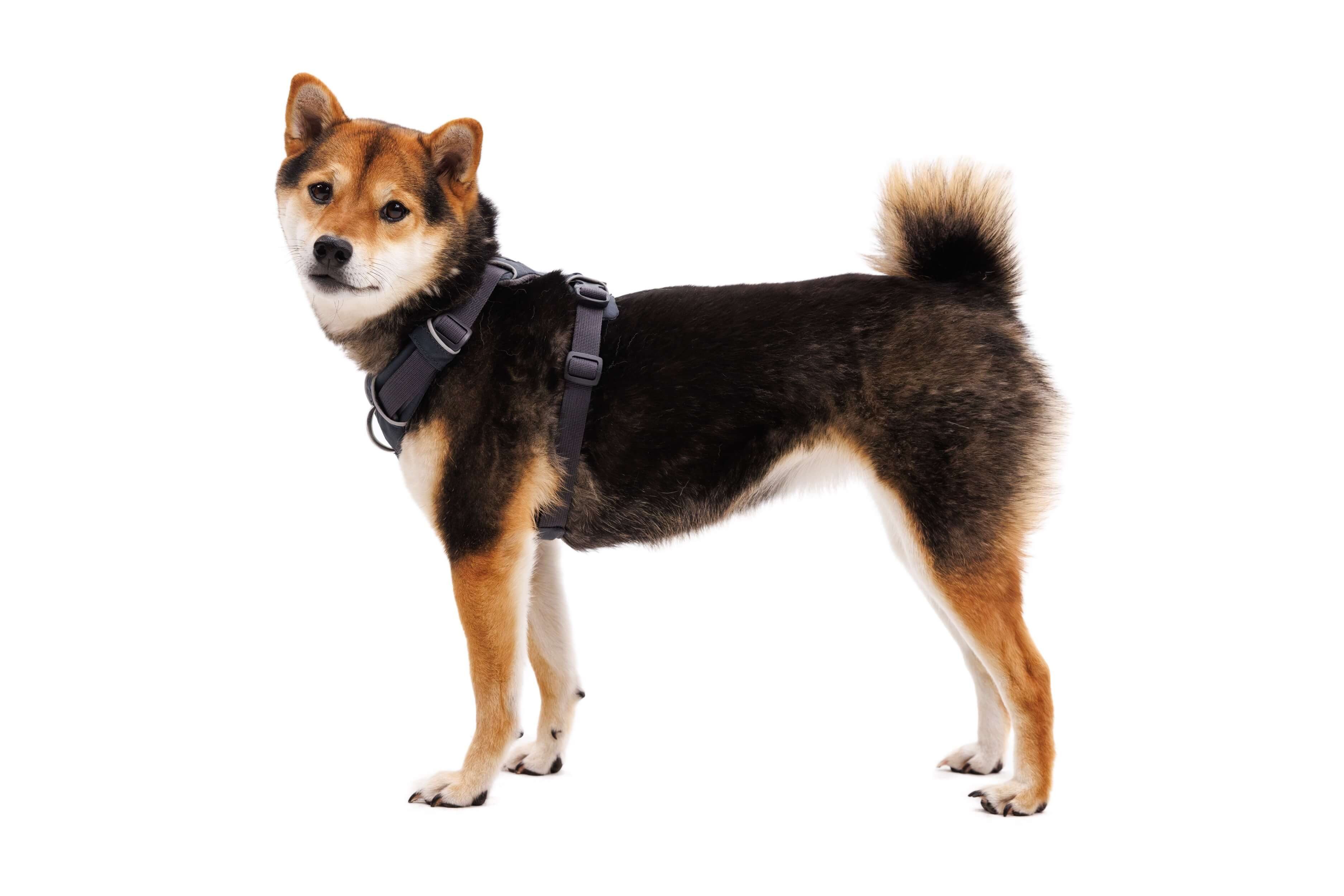 Ruffwear Hunde-Geschirr Front Range Harness günstig online kaufen