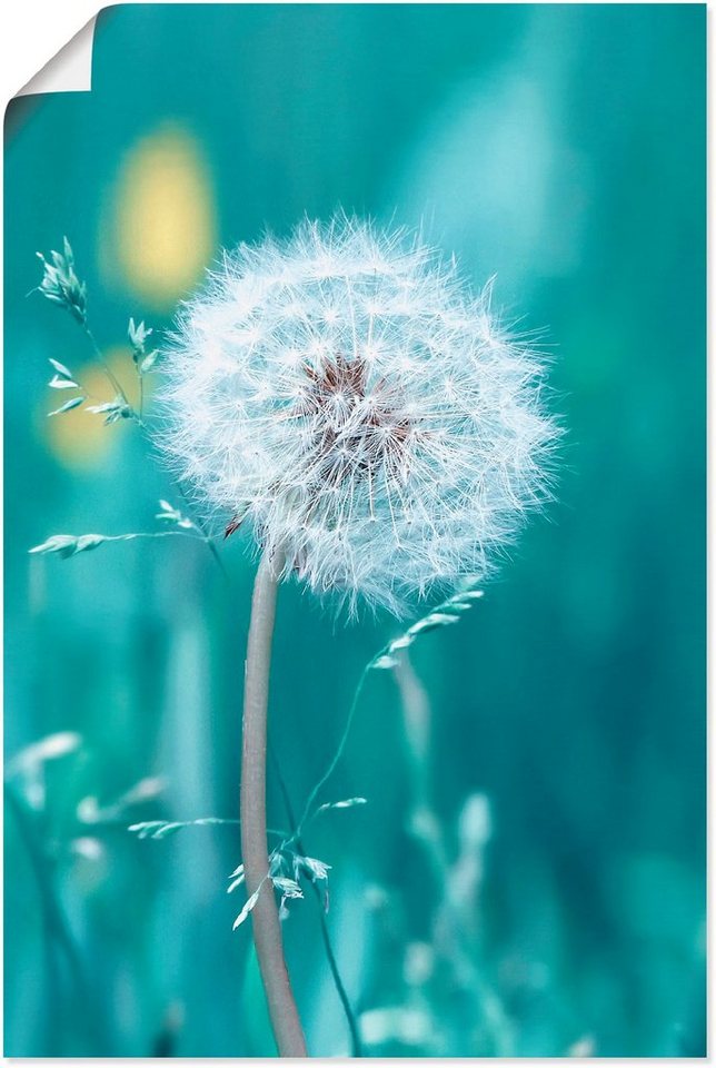 Artland Wandbild Pusteblume, Blumen (1 St), als Alubild, Leinwandbild,  Wandaufkleber oder Poster in versch. Größen, Direktdruck in optimaler  Auflösung