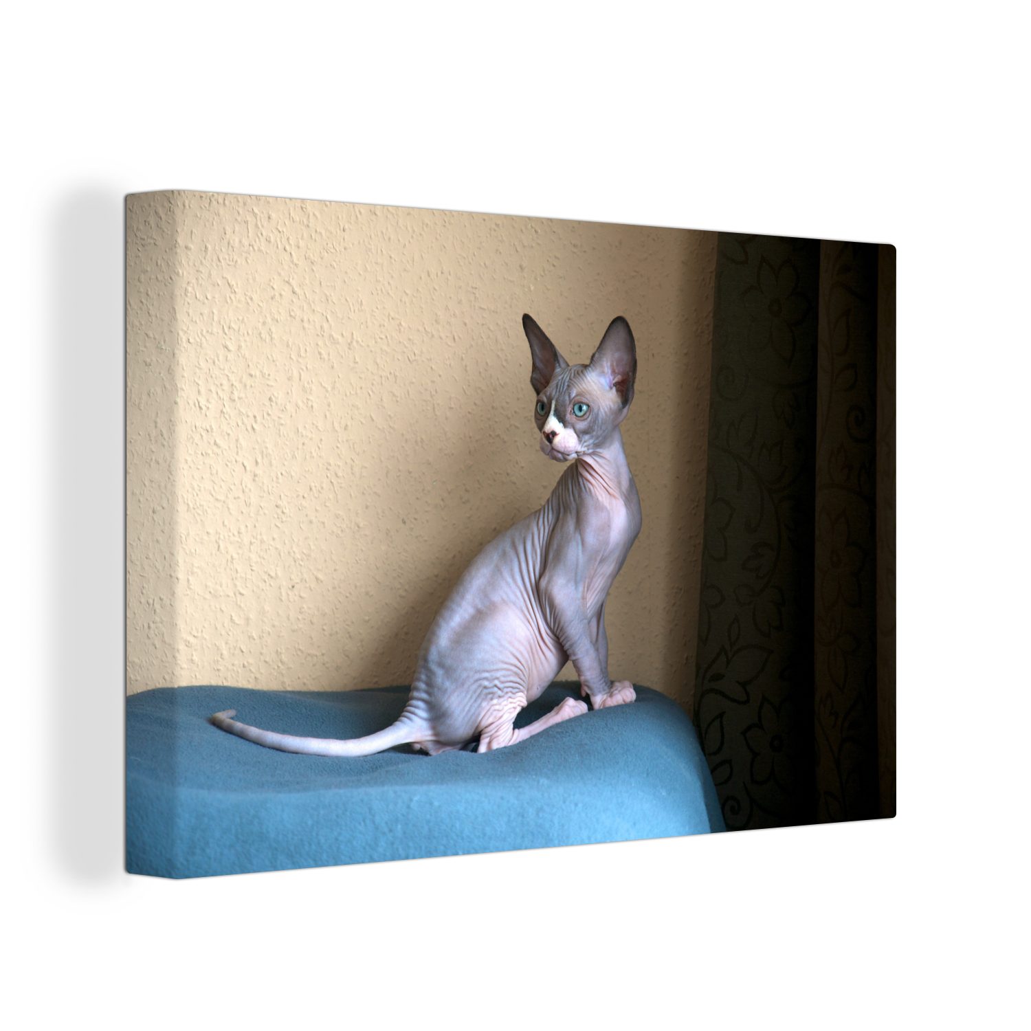 OneMillionCanvasses® Leinwandbild Ein sitzendes Sphynx-Kätzchen, (1 St), Wandbild Leinwandbilder, Aufhängefertig, Wanddeko, 30x20 cm