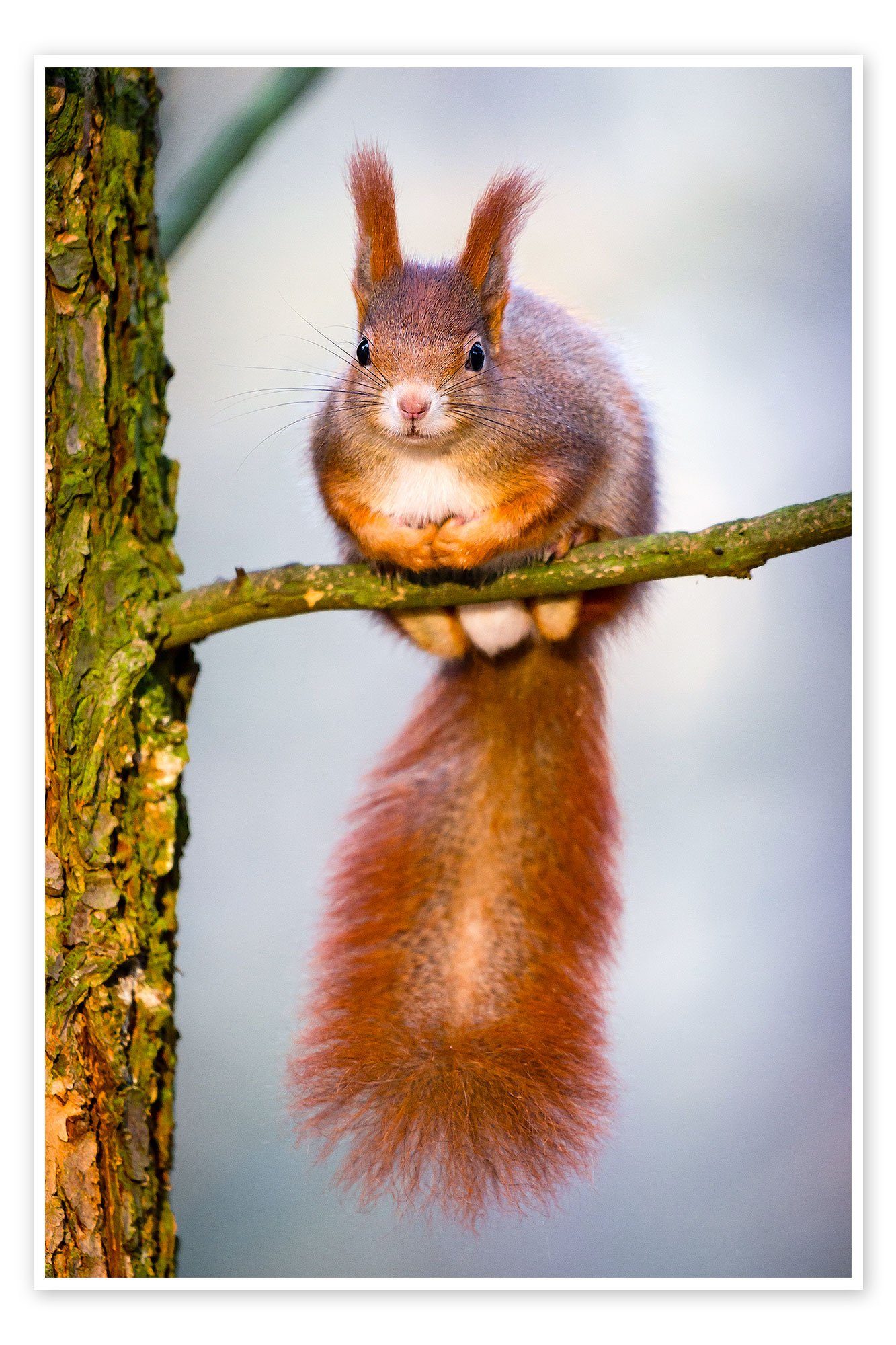 Posterlounge Poster Editors Choice, Eichhörnchen auf kleinem Ast, Fotografie