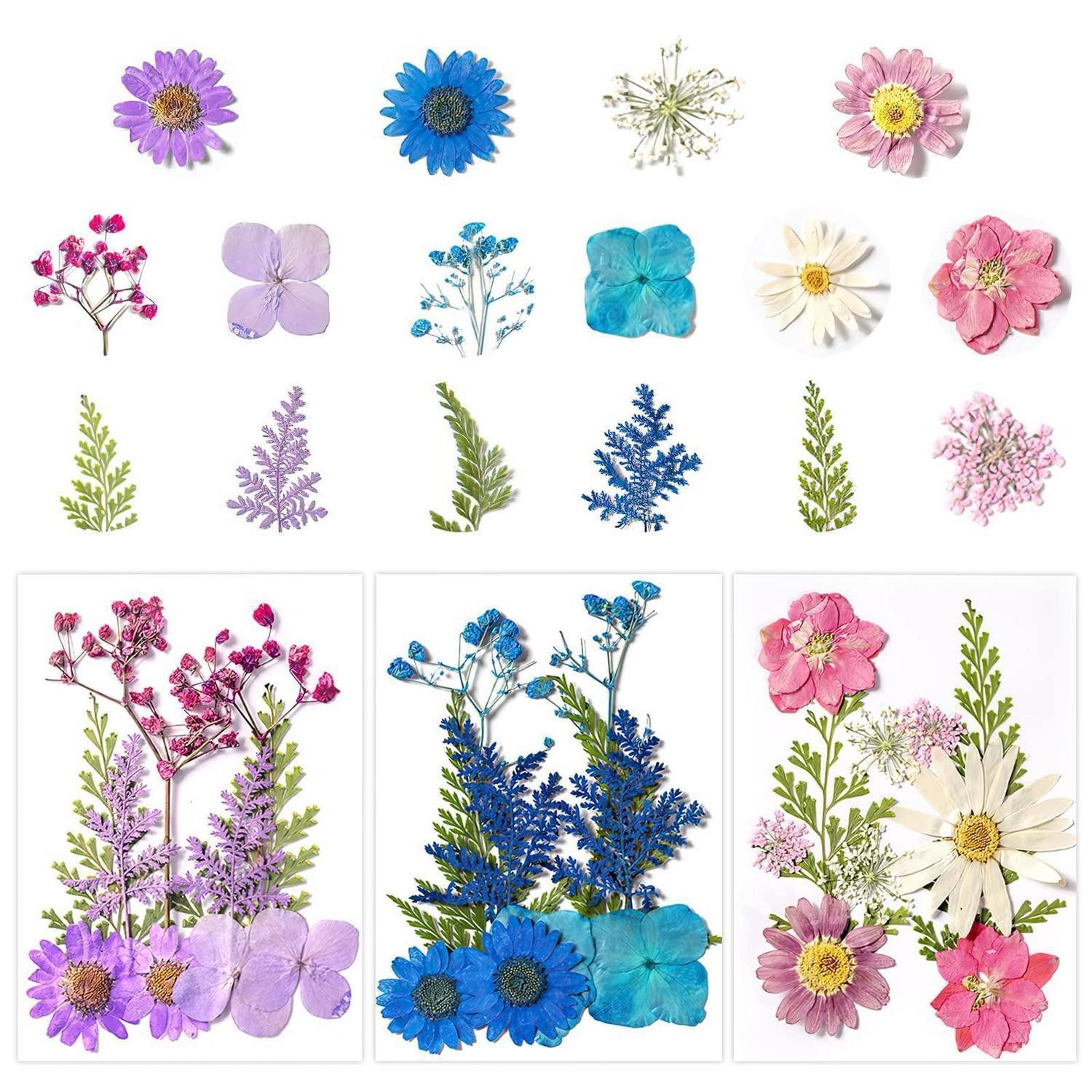 Trockenblume Getrocknete Blumen 30 Stk. bunt gemischt für Basteln, LuxusKollektion, Höhe 0.5 cm
