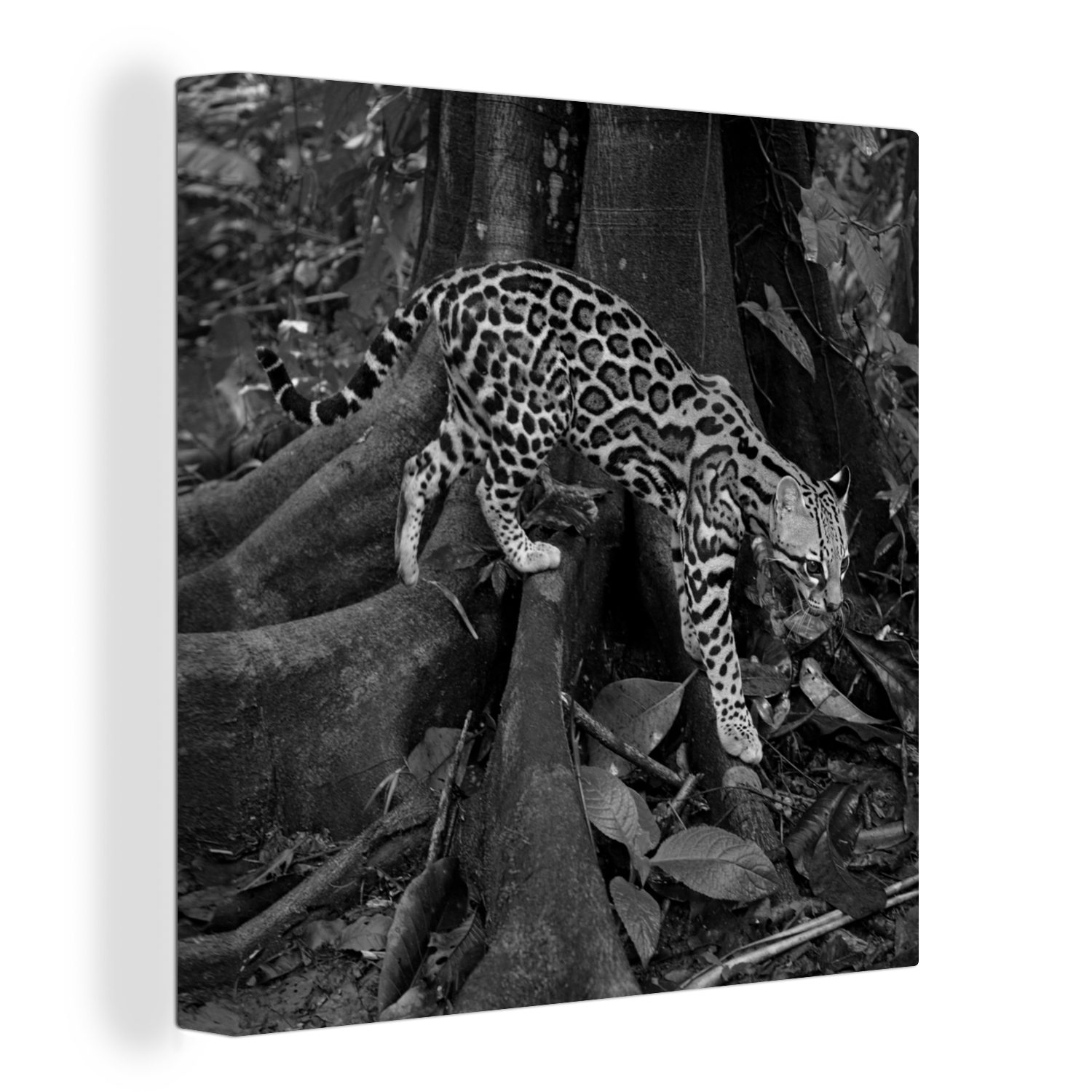 OneMillionCanvasses® Leinwandbild Ozelot im Dschungel von Costa Rica in Schwarz und Weiß, (1 St), Leinwand Bilder für Wohnzimmer Schlafzimmer