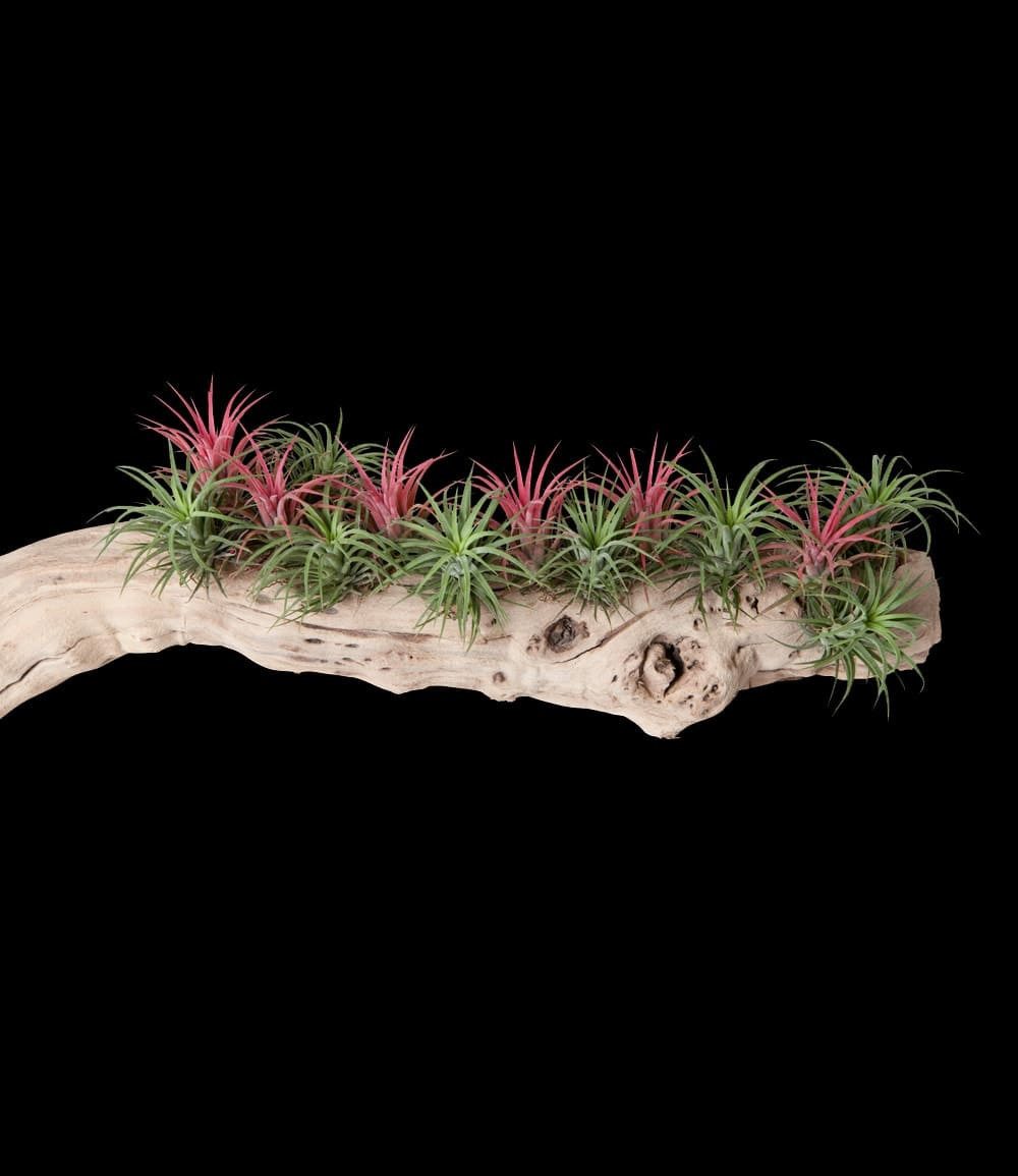 BALDUR Garten Zimmerpflanze Tillandsien Mix, 3 St., Tillandsia, pflegeleicht
