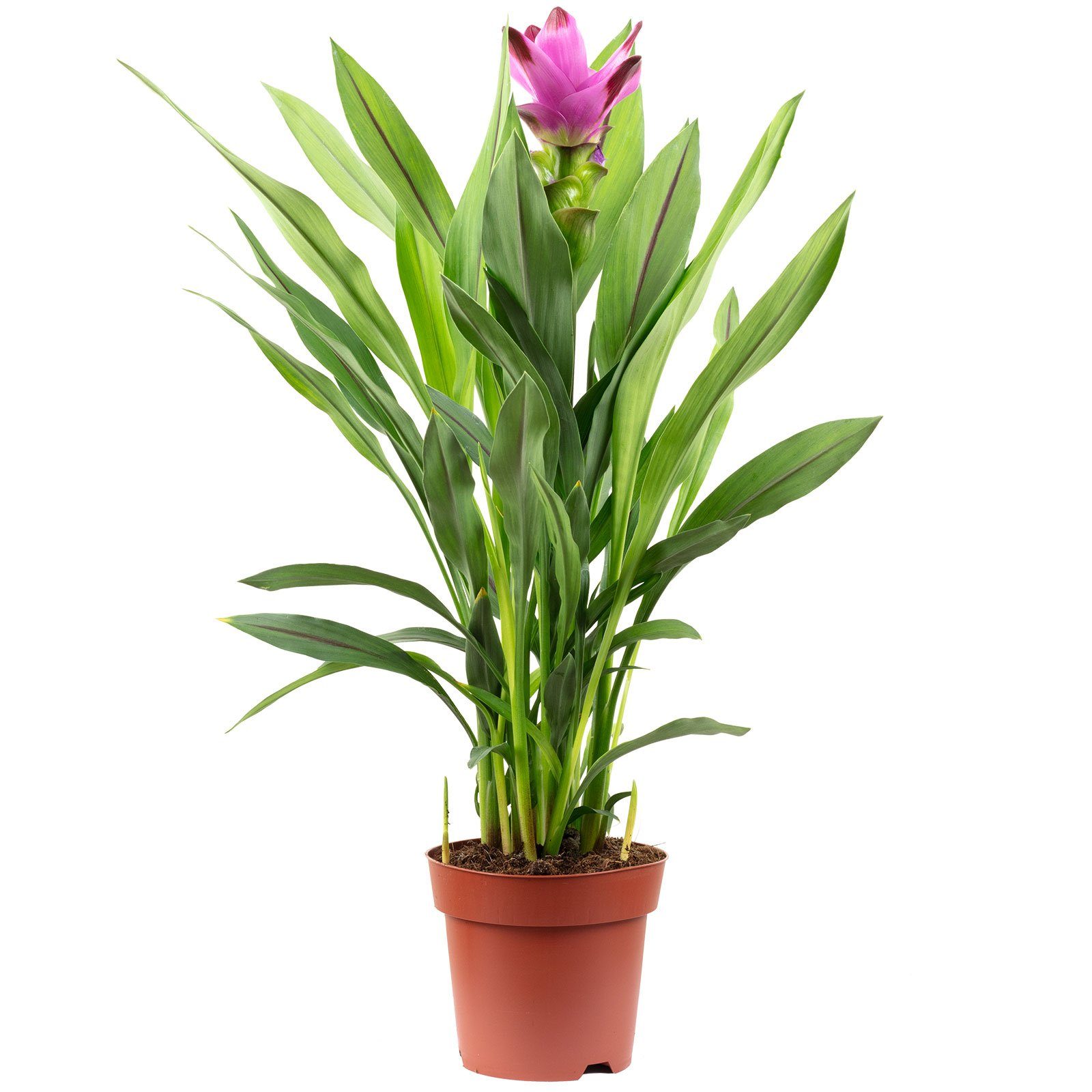 Flowerbox Zimmerpflanze Zimmerpflanze Kurkuma - Curcuma, - Höhe ca. 55 cm, Topf-Ø 14 cm