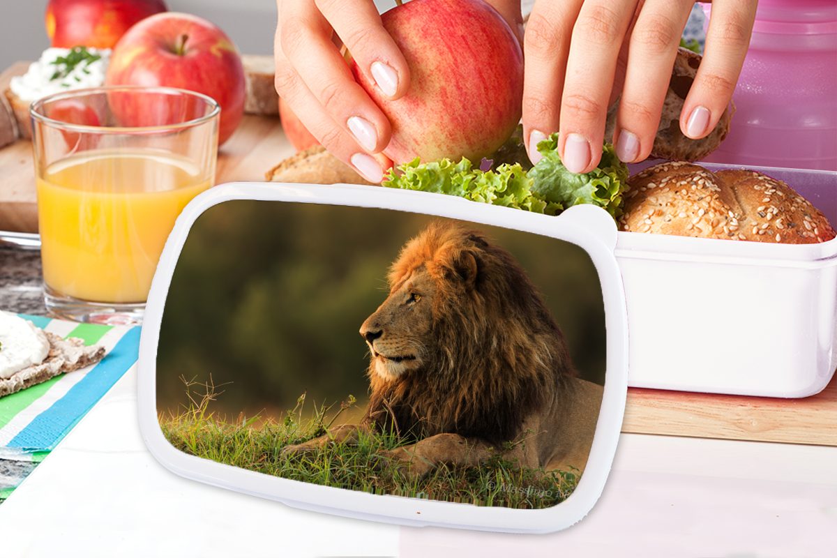 Gras, - Brotbox und und Mädchen Erwachsene, weiß Brotdose, (2-tlg), Kunststoff, Lunchbox MuchoWow Kinder - Sonnenaufgang Jungs Löwe für für