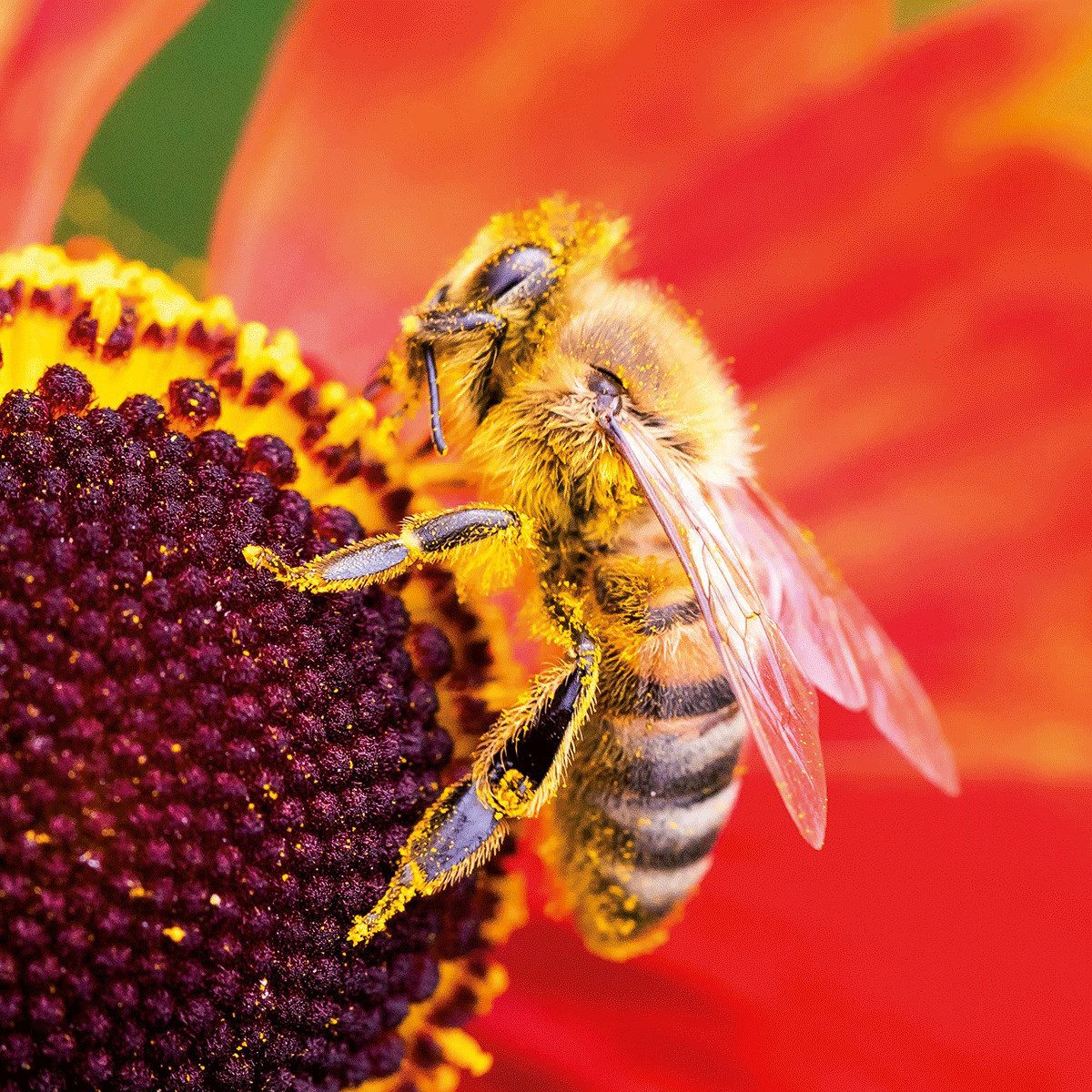 Wandkalender Bienen / Bees 2027: Kalender 2027 (Artwork Edition)