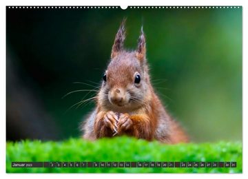 CALVENDO Wandkalender Ein Jahr voller Hörnchen (Premium, hochwertiger DIN A2 Wandkalender 2023, Kunstdruck in Hochglanz)