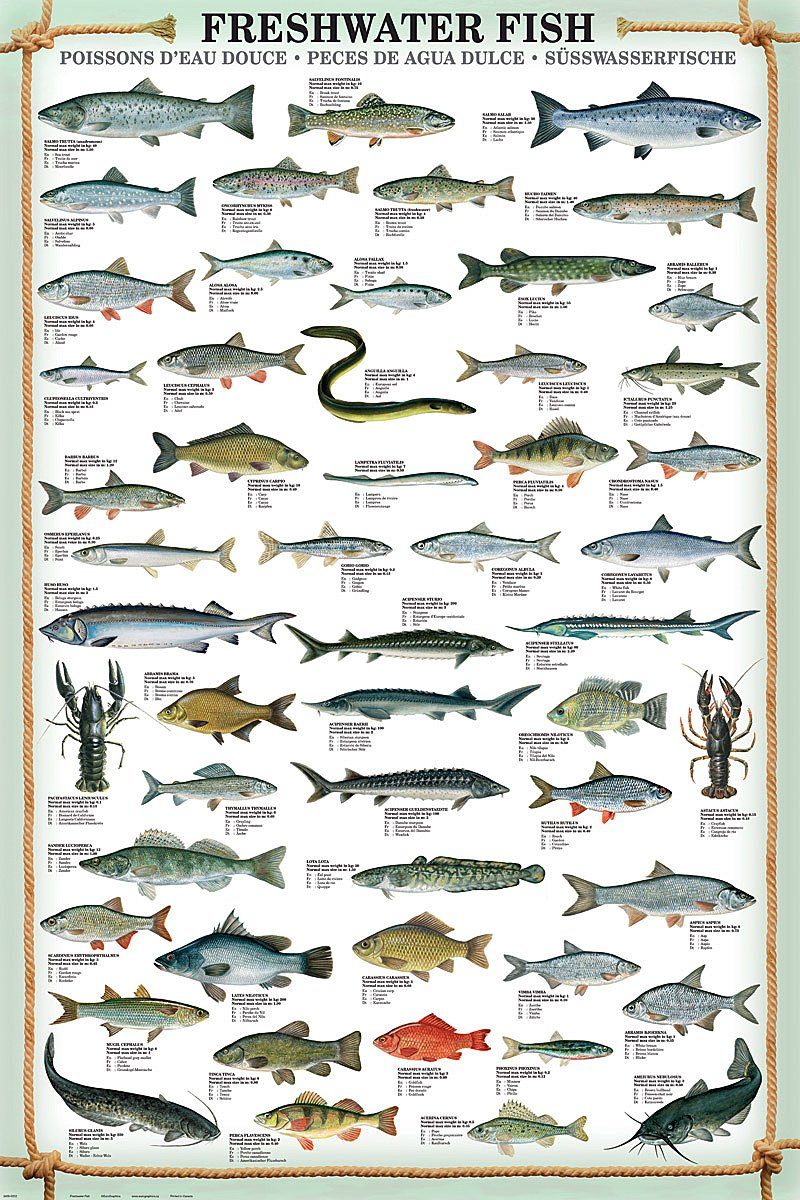 Close Up Kunstdruck Freshwater Fish Kunstdruck Süsswasserfische 61 x 91,5 cm