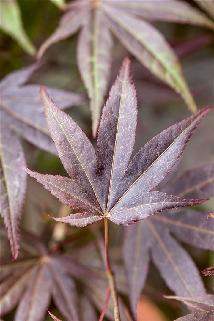 Pflanzen für Dich Gehölze Acer palm. Atropurpureum, 1 St., Roter Fächerahorn, Japanischer Ahorn