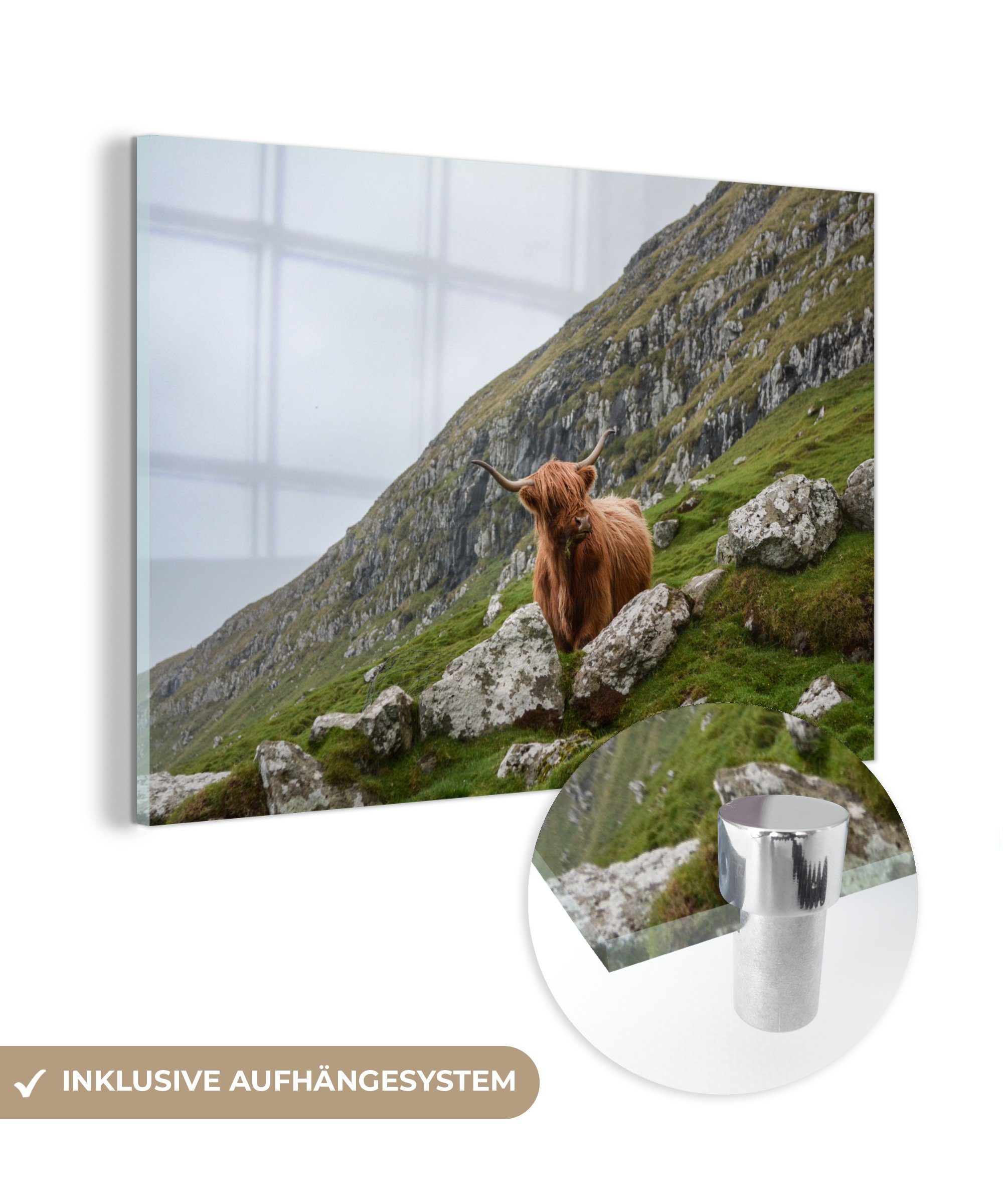 MuchoWow Acrylglasbild Tiere - Schottische Highlander - Schottland, (1 St), Acrylglasbilder Wohnzimmer & Schlafzimmer