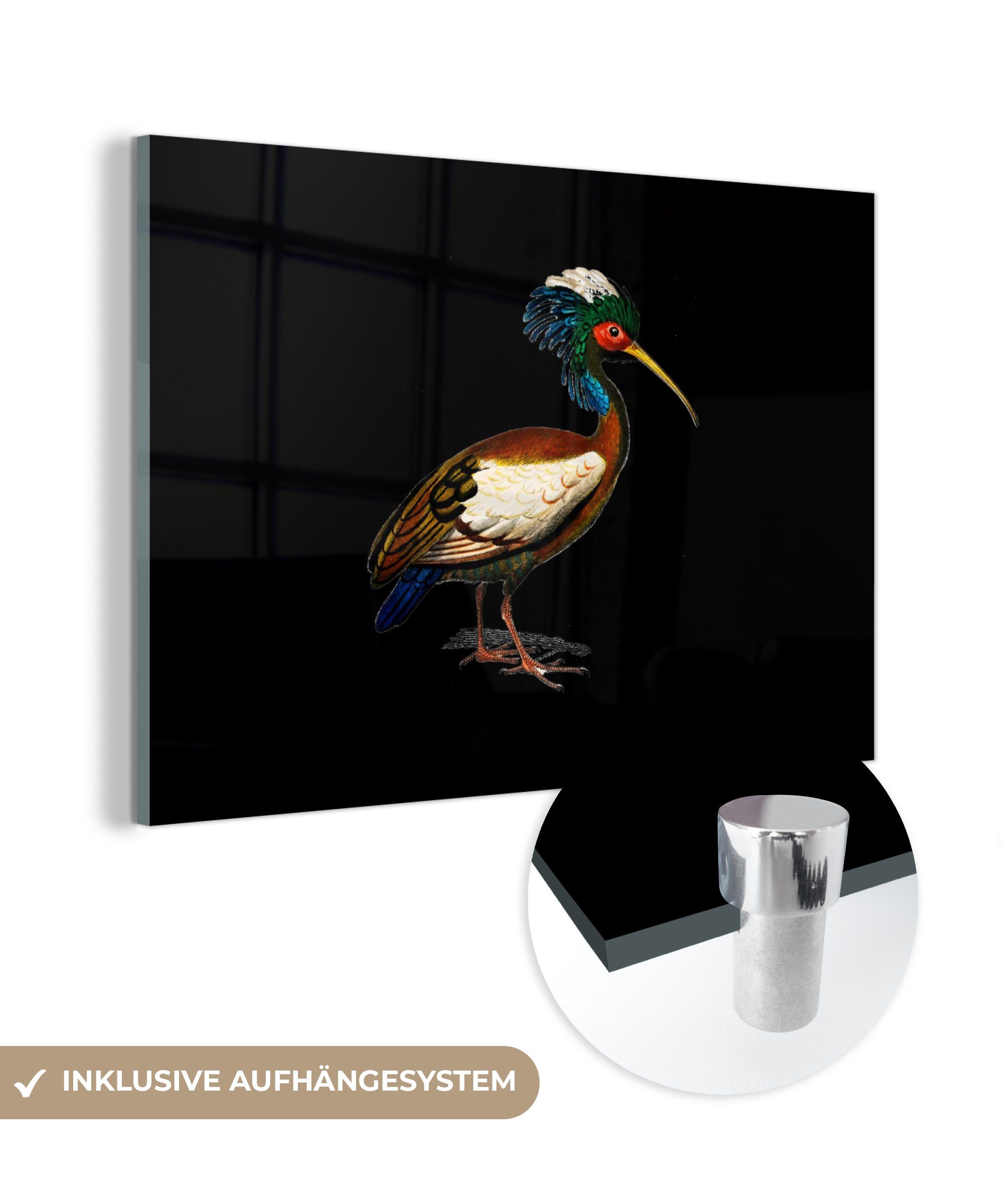 MuchoWow Acrylglasbild Illustration eines Ibis vor einem schwarzen Hintergrund, (1 St), Acrylglasbilder Wohnzimmer & Schlafzimmer | Bilder