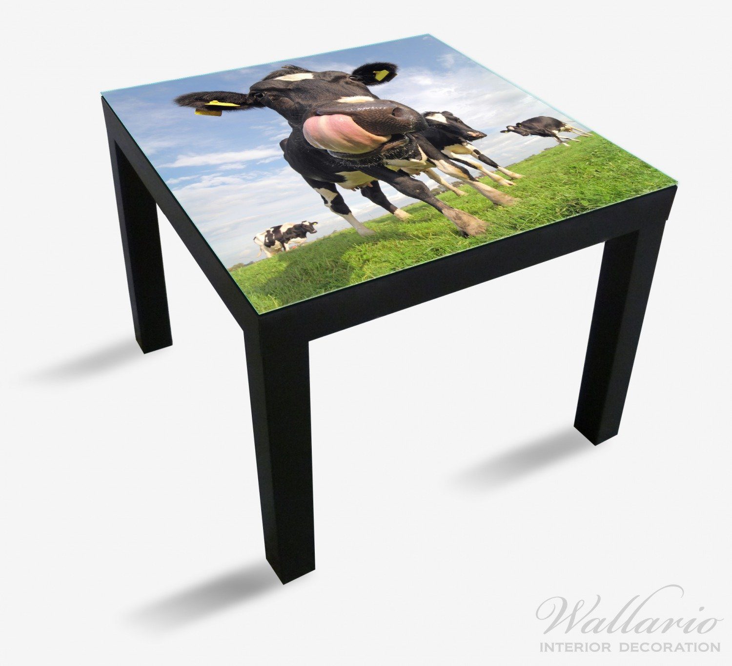 Wallario Tischplatte Lustige für Lack St), der mit geeignet Kuh herausgestreckter Ikea Tisch auf Zunge Weide (1