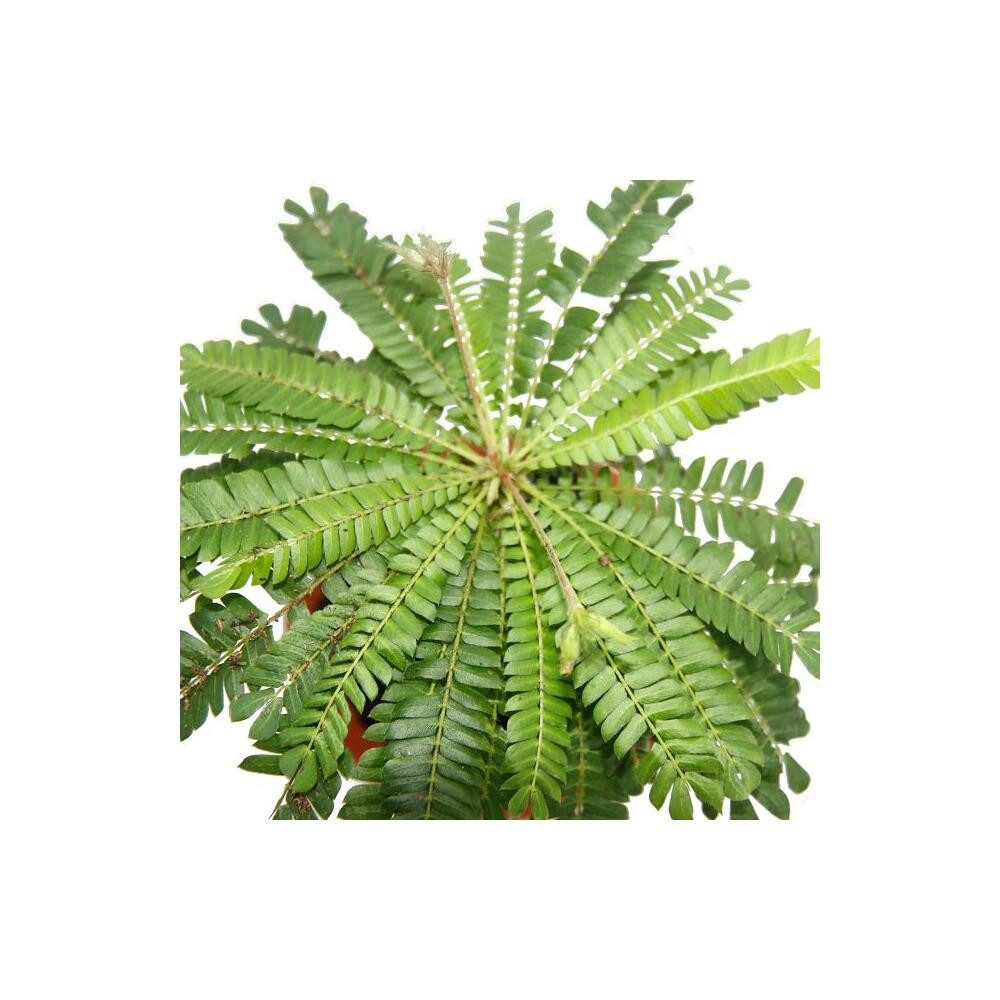 Exotenherz Zimmerpflanze Biophytum sensitivum Südseepalme 9cm Topf Die Pfla günstig online kaufen