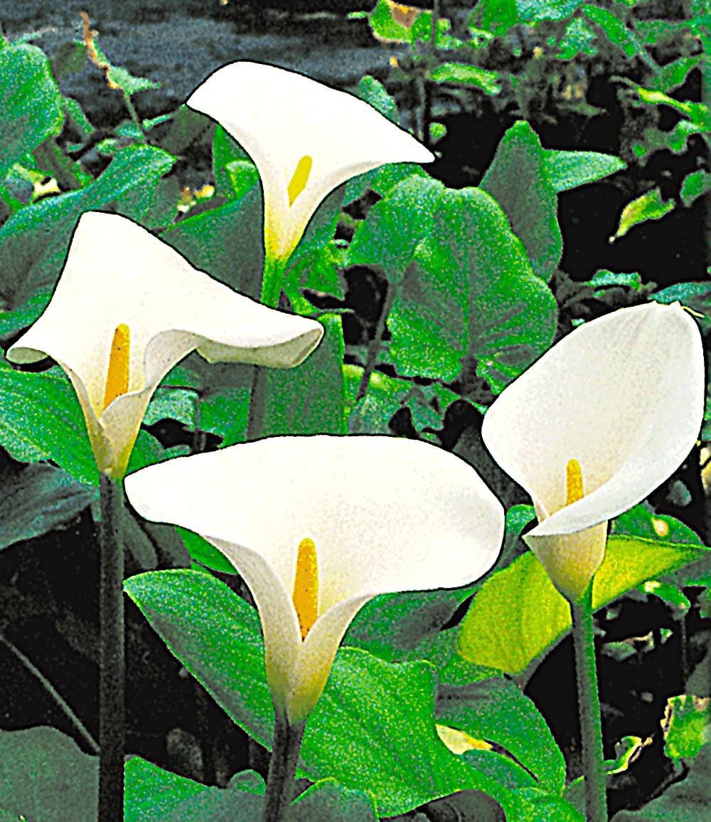 BALDUR Garten Wasserpflanze Sumpf-Calla, 3 St., Sumpf-schlangenwurz, winterhart, mehrjährig