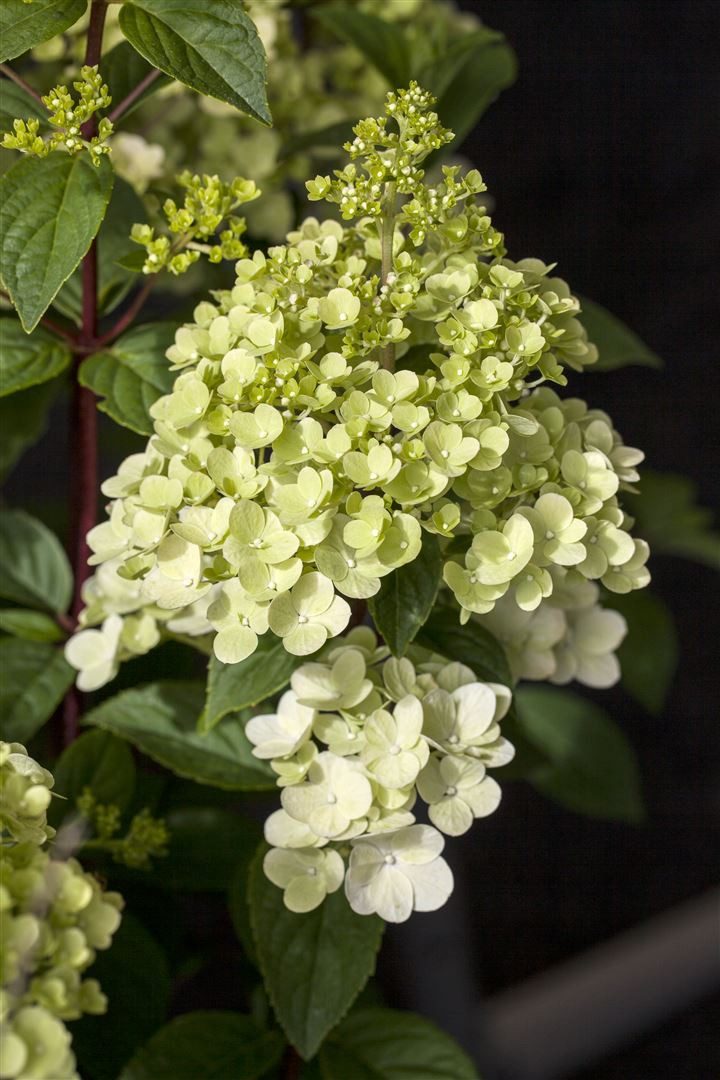 Pflanzen für Dich Gehölze Hydrangea paniculata 'Silver Dollar', 1 St., Rispenhortensie – Bild 4 von 5