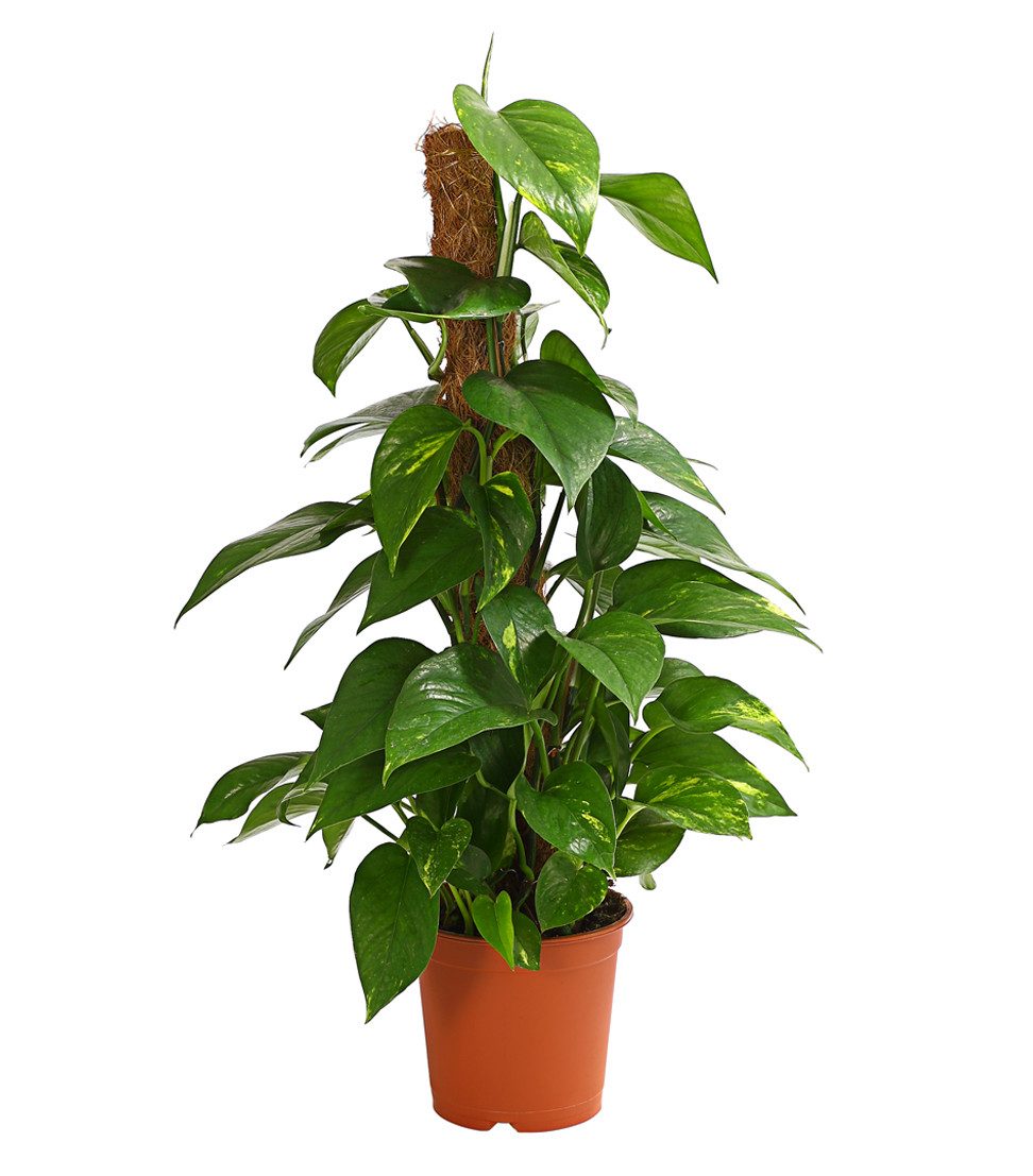 Dehner Zimmerpflanze Efeutute, Epipremnum aureum, an Moosstab gebunden, immergrüne Kletterpflanze mit Luftwurzeln und gefleckten Blättern