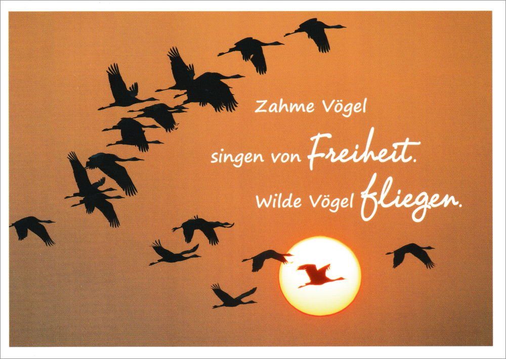 Zahme Vögel Singen Von Freiheit Wilde Vögel Fliegen Tattoo www.otto.de