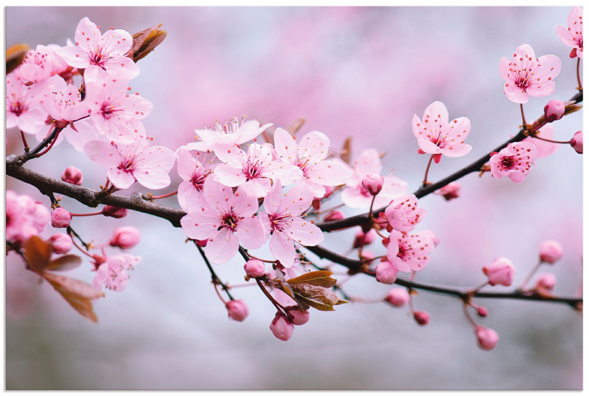 Artland Wandbild Kirschblüten, Blumen (1 St), günstig online kaufen