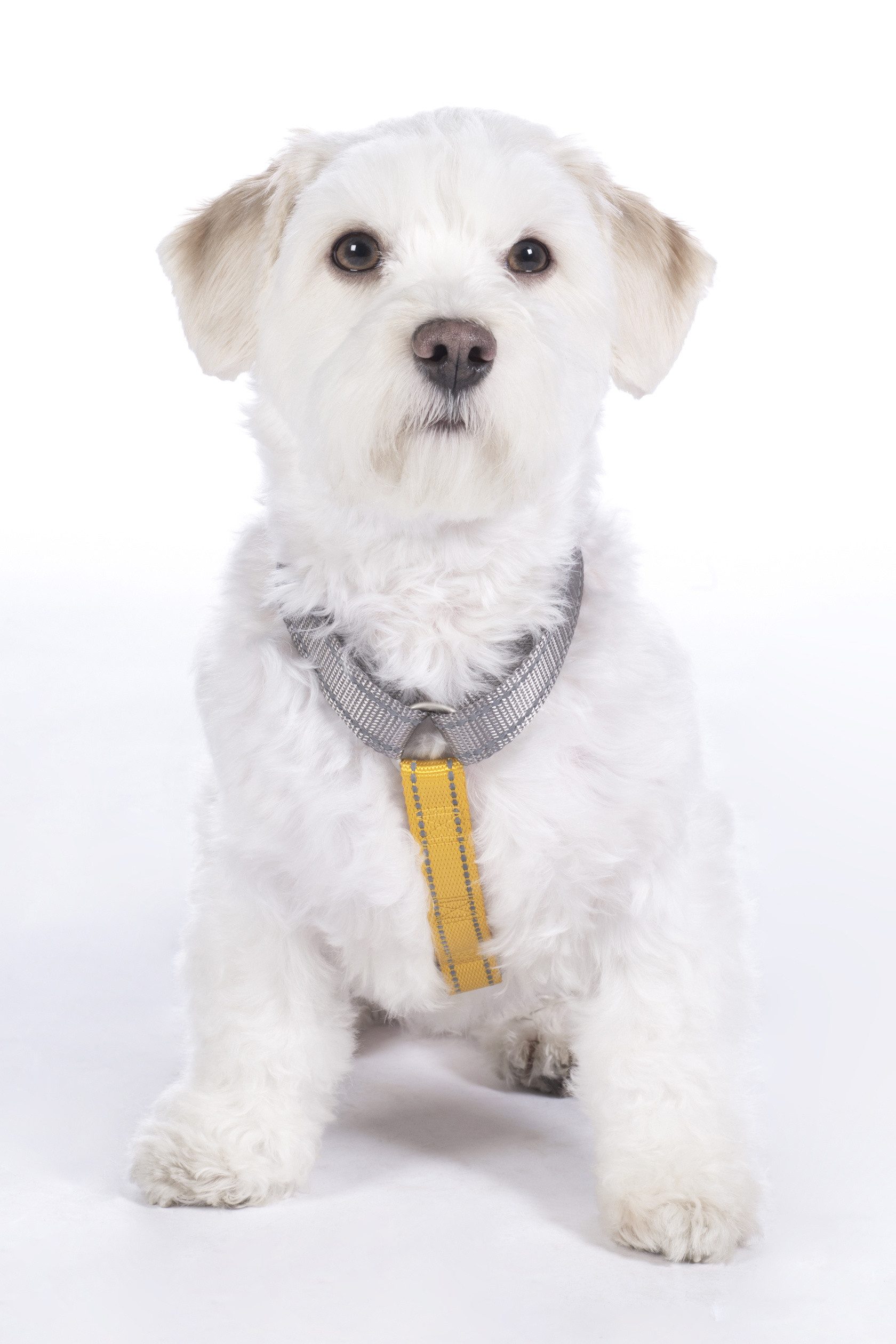 HKM Dogs Hunde-Geschirr Hundegeschirr -Anam Cara günstig online kaufen
