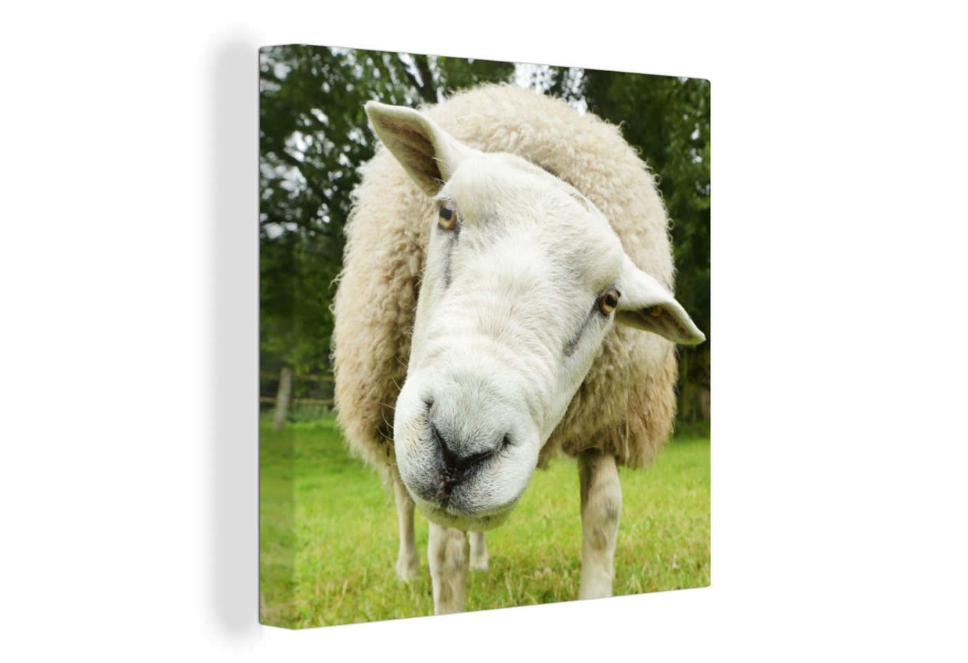 OneMillionCanvasses® Leinwandbild Schaf - Lustig - Wiese - Kinder - Jungen - Mädchen - Kind, (1 St), Leinwand Bilder für Wohnzimmer Schlafzimmer