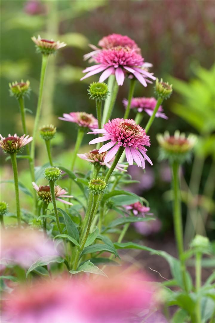 Pflanzen für Dich Staude Echinacea purpurea, 1 St., Roter Sonnenhut, Purpur-Sonnenhut – Bild 3 von 5