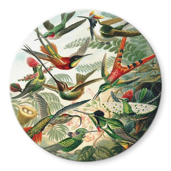 K&L Wall Art Gemälde Glas Wandbild Rund Glasbild Haeckel tropischer Regenwald Kolibris Wandschutz Deko Bilder