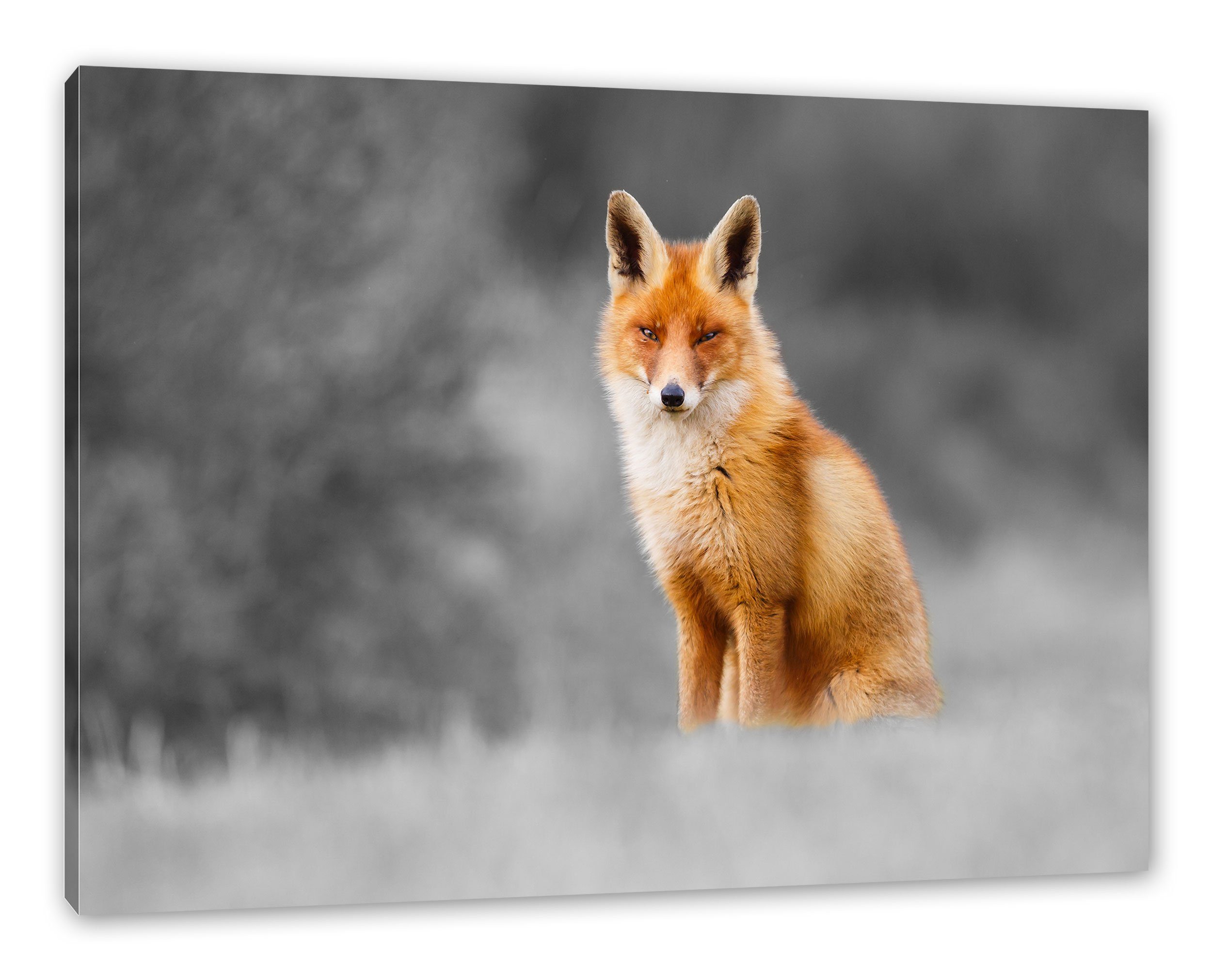Pixxprint Leinwandbild prachtvoller Fuchs, prachtvoller Fuchs (1 St), Leinwandbild fertig bespannt, inkl. Zackenaufhänger