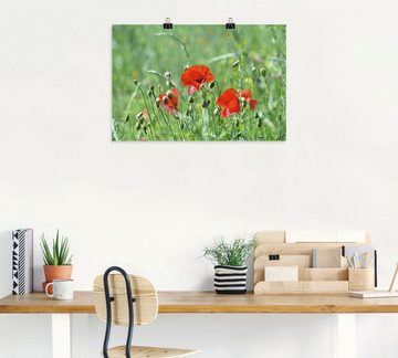 Artland Wandbild Mohnblumen im Gras, Blumenbilder (1 St), als Leinwandbild, Poster in verschied. Größen